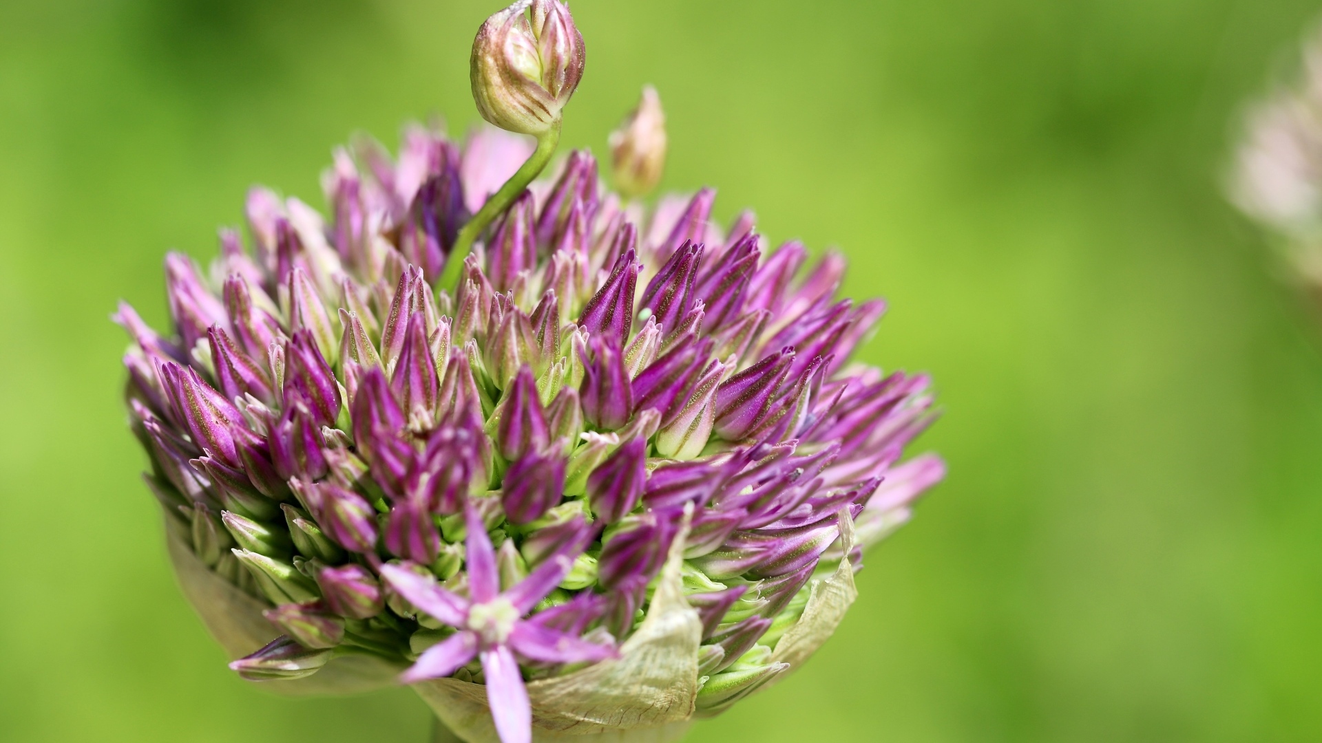 Цветок лука на зеленом фоне