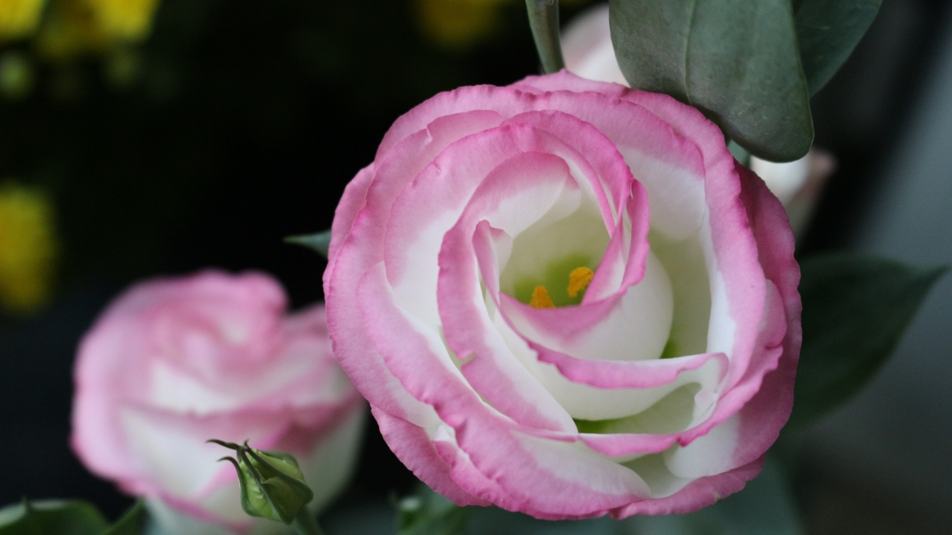 Розовые цветы эустома крупным планом