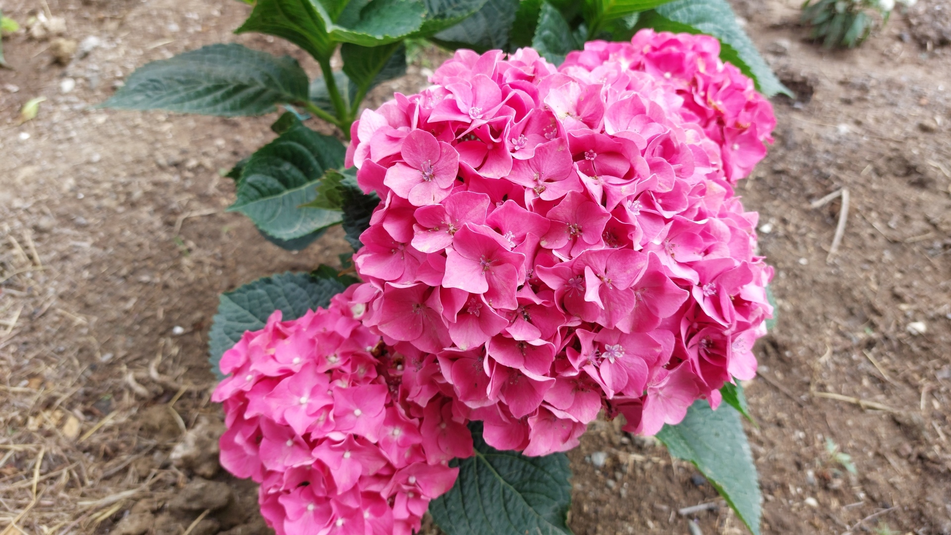 Розовая гортензия в саду на клумбе