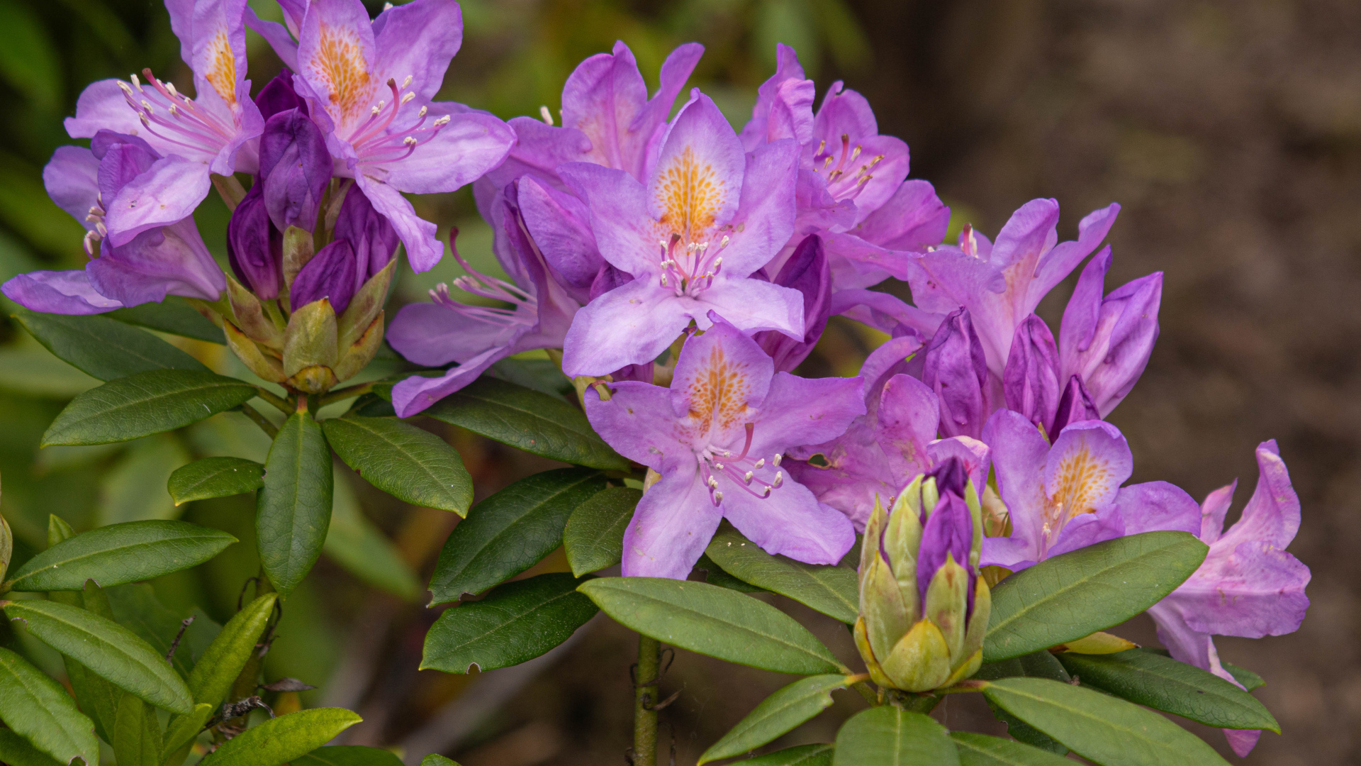 Розовые комнатные цветы рододендрон