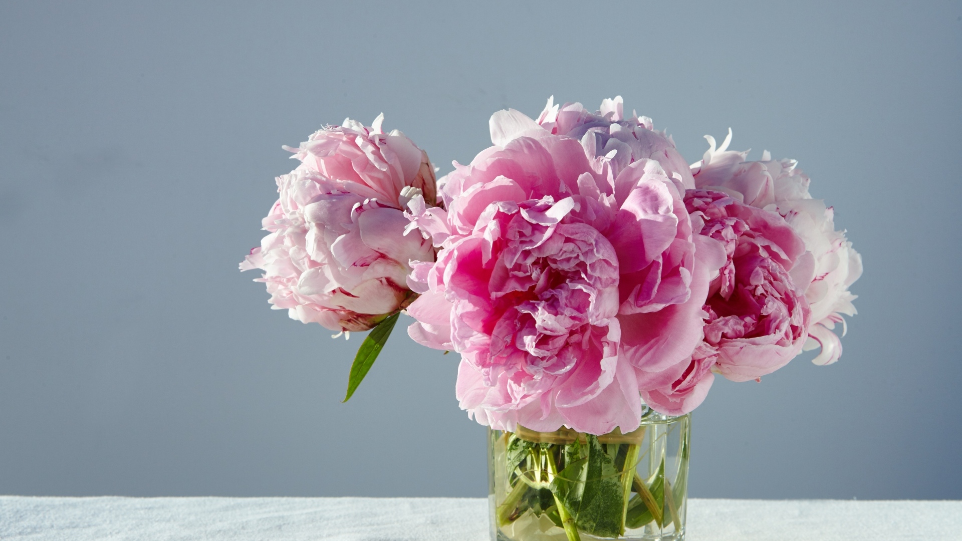 Розовые пионы в стакане на столе