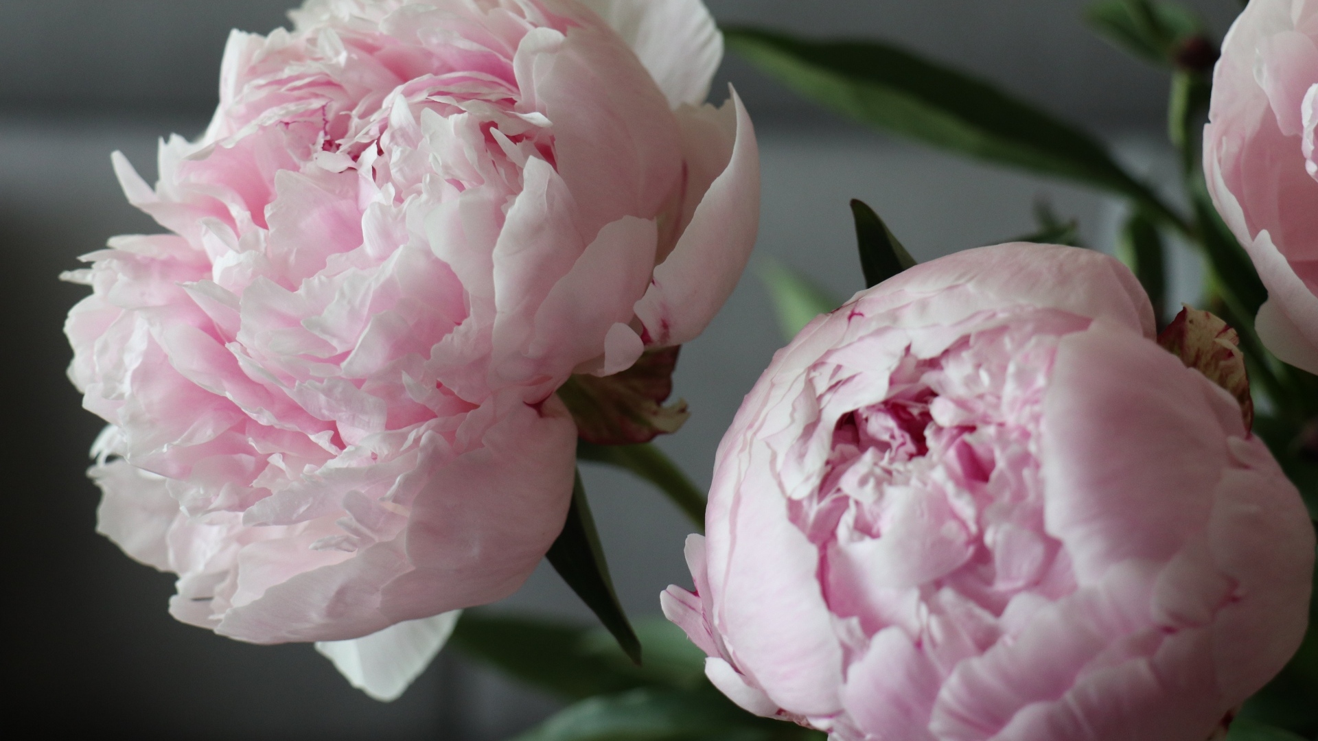 Розовые пионы в комнате крупным планом