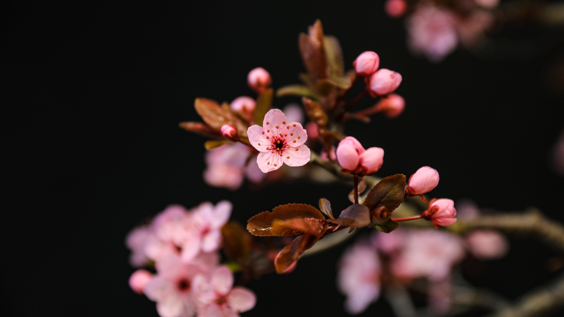 Розовые весенние цветы на ветках на черном фоне