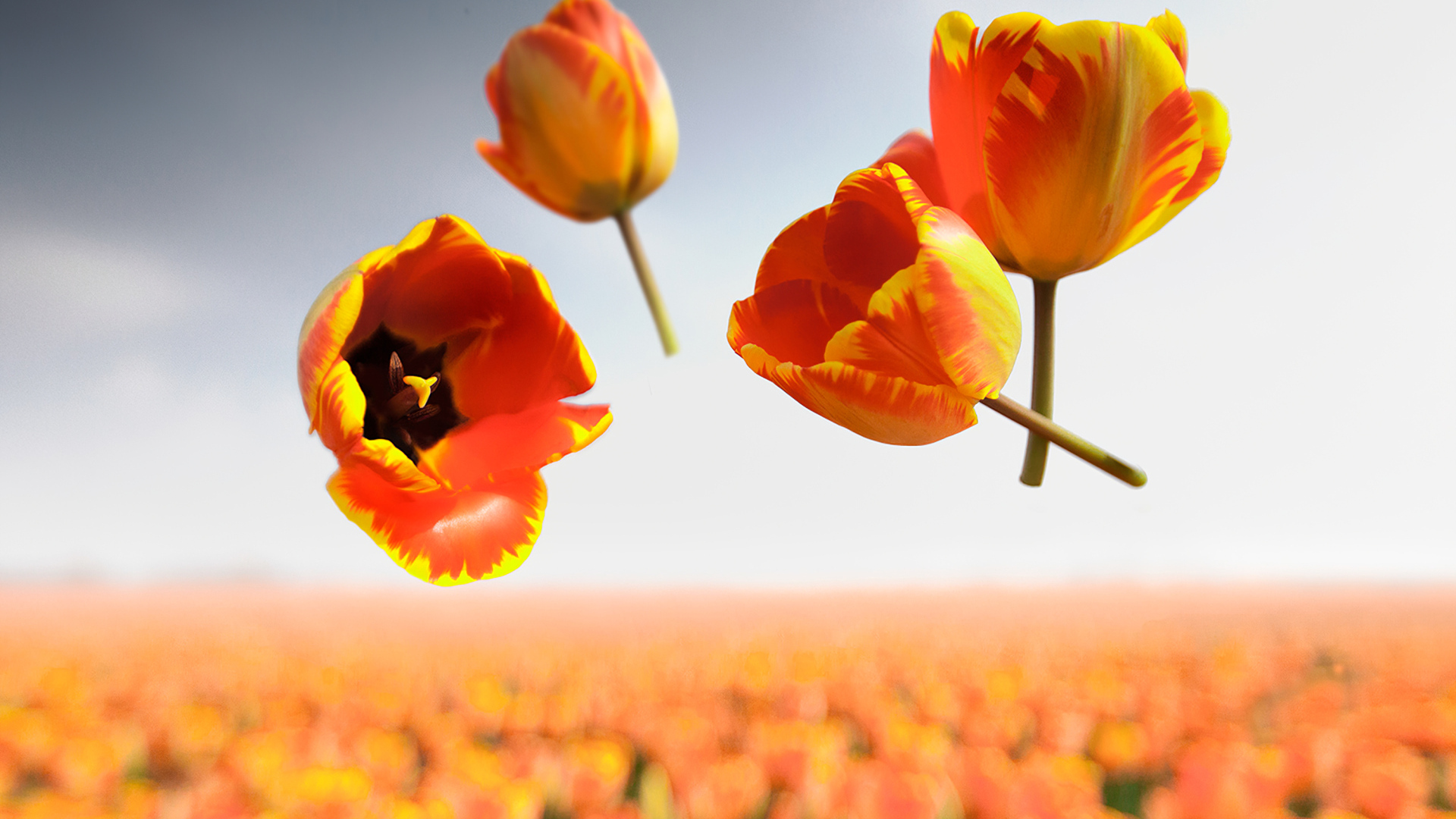 Сорванные цветы тюльпана в воздухе