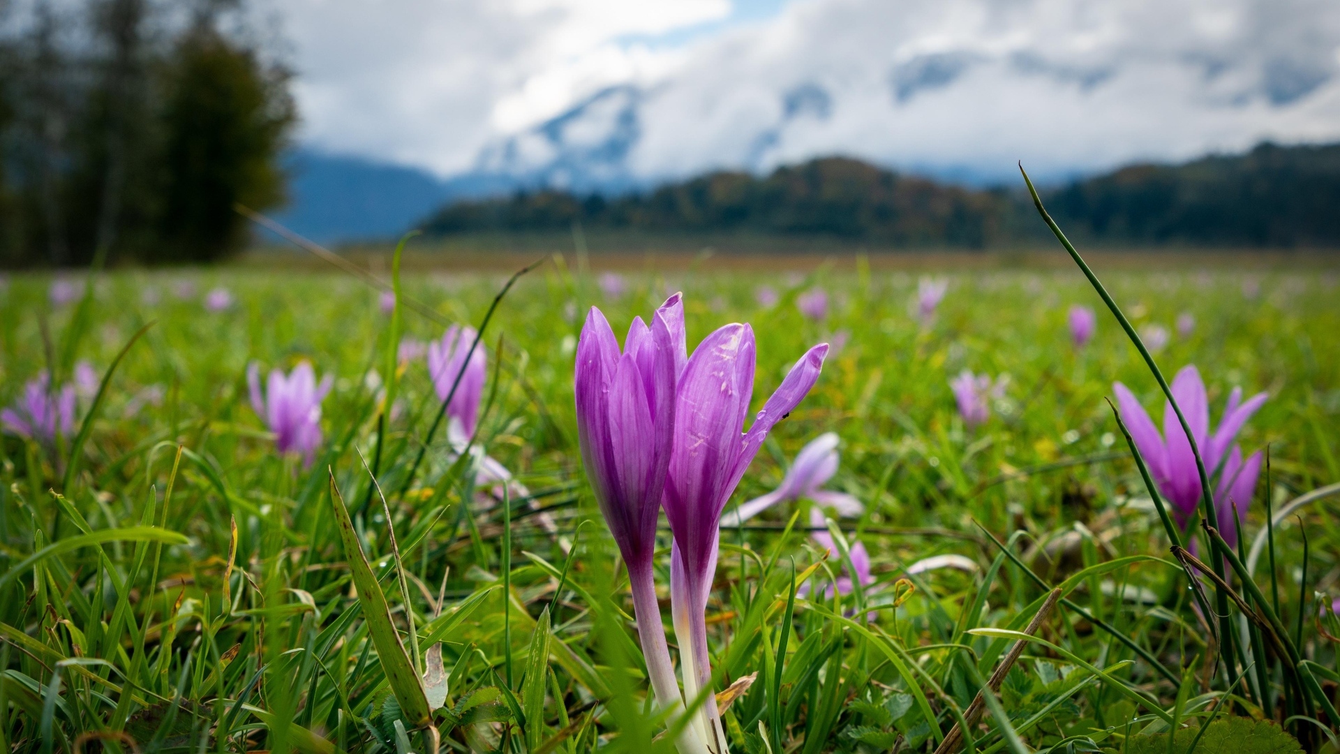 Фиолетовые нежные крокусы на поляне на фоне гор 