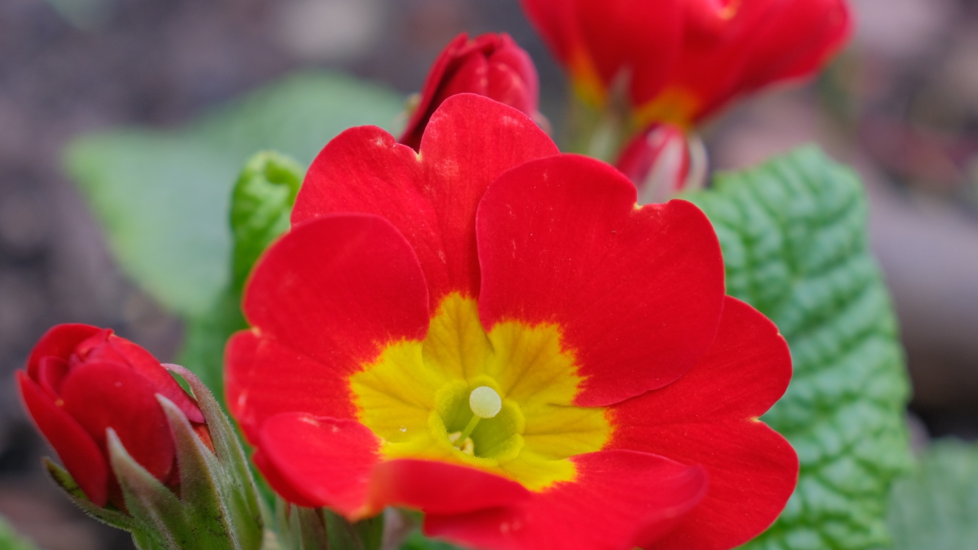 Красный комнатный цветок примула с бутонами