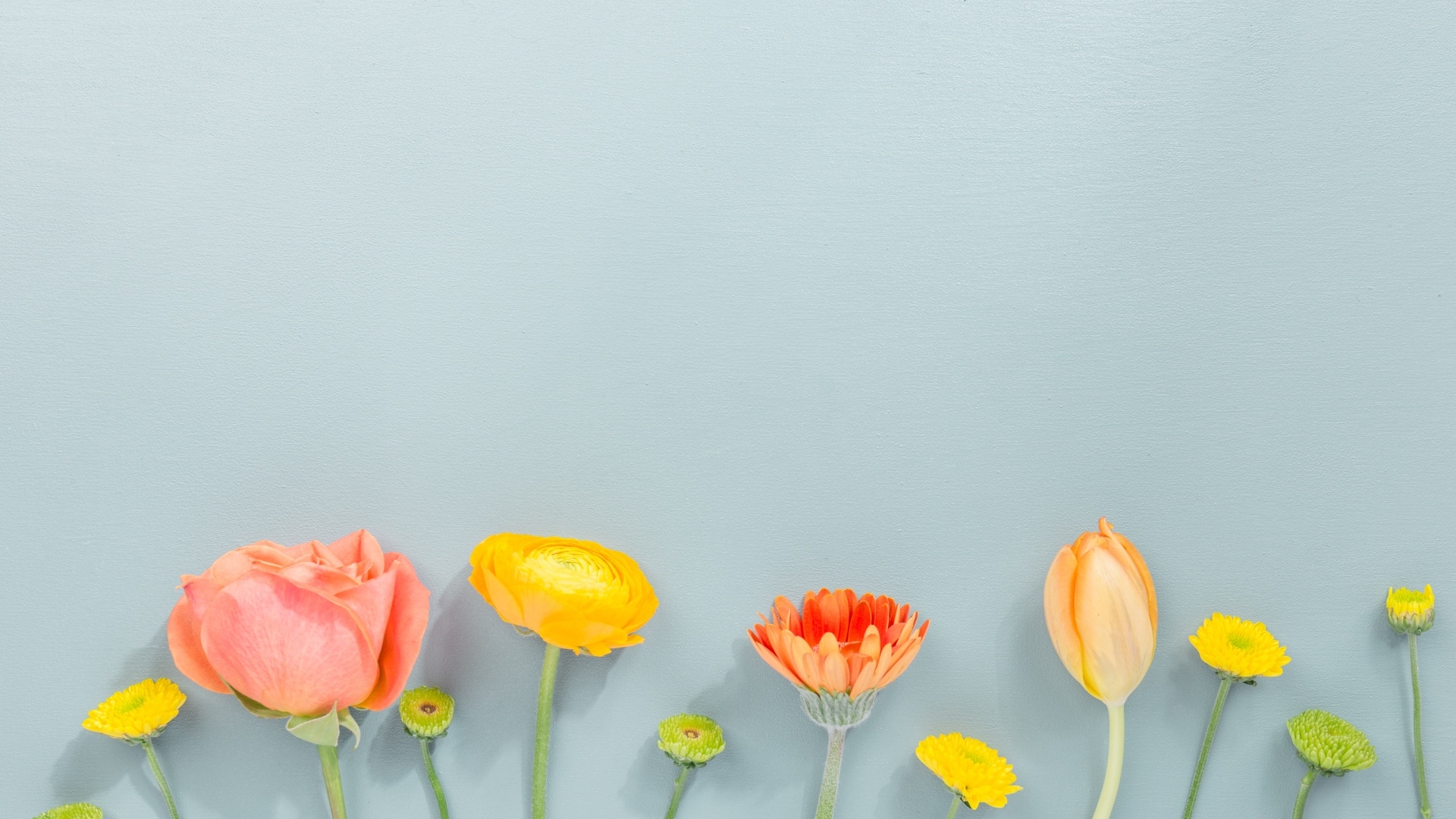 Роза, герберы и тюльпан на сером фоне