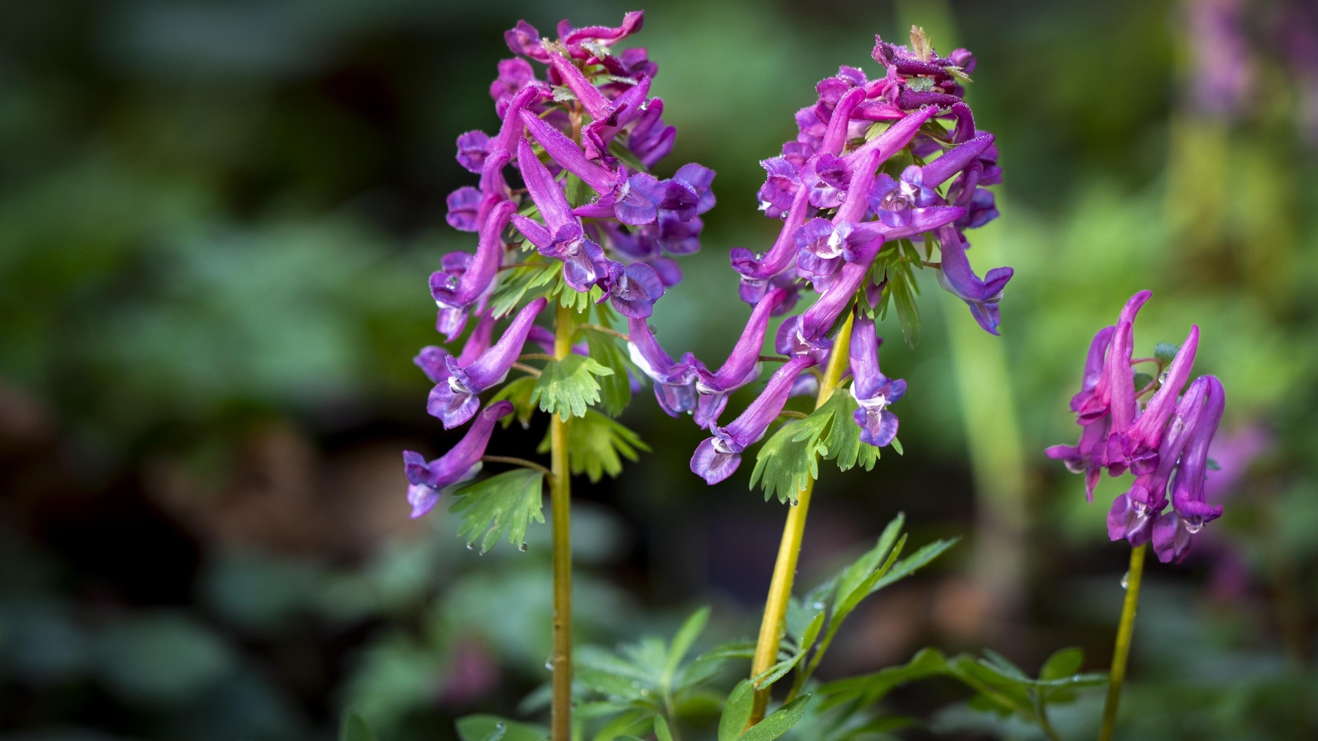 Первые весенние лесные цветы