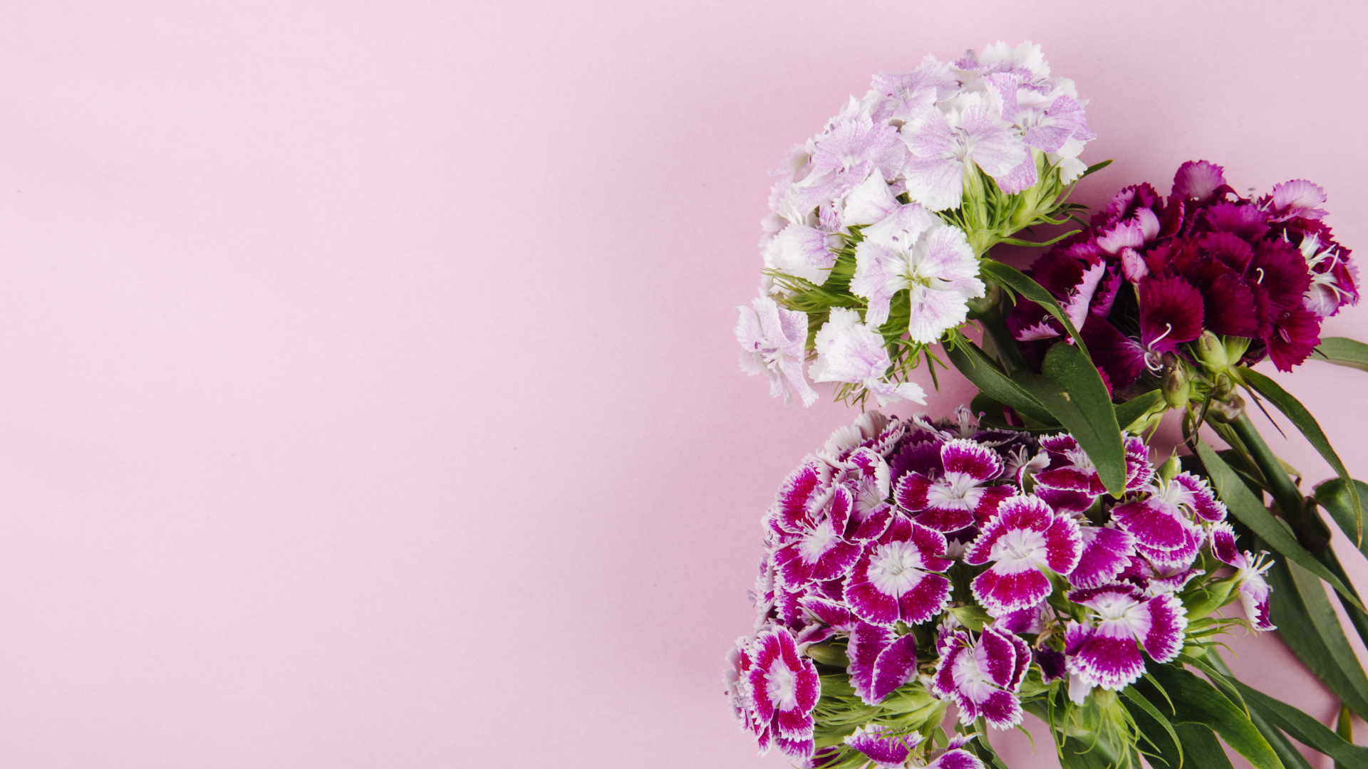 Цветы турецкой гвоздики на розовом фоне