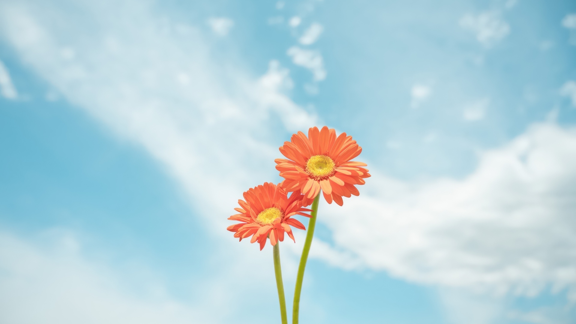 Два цветка герберы на фоне неба