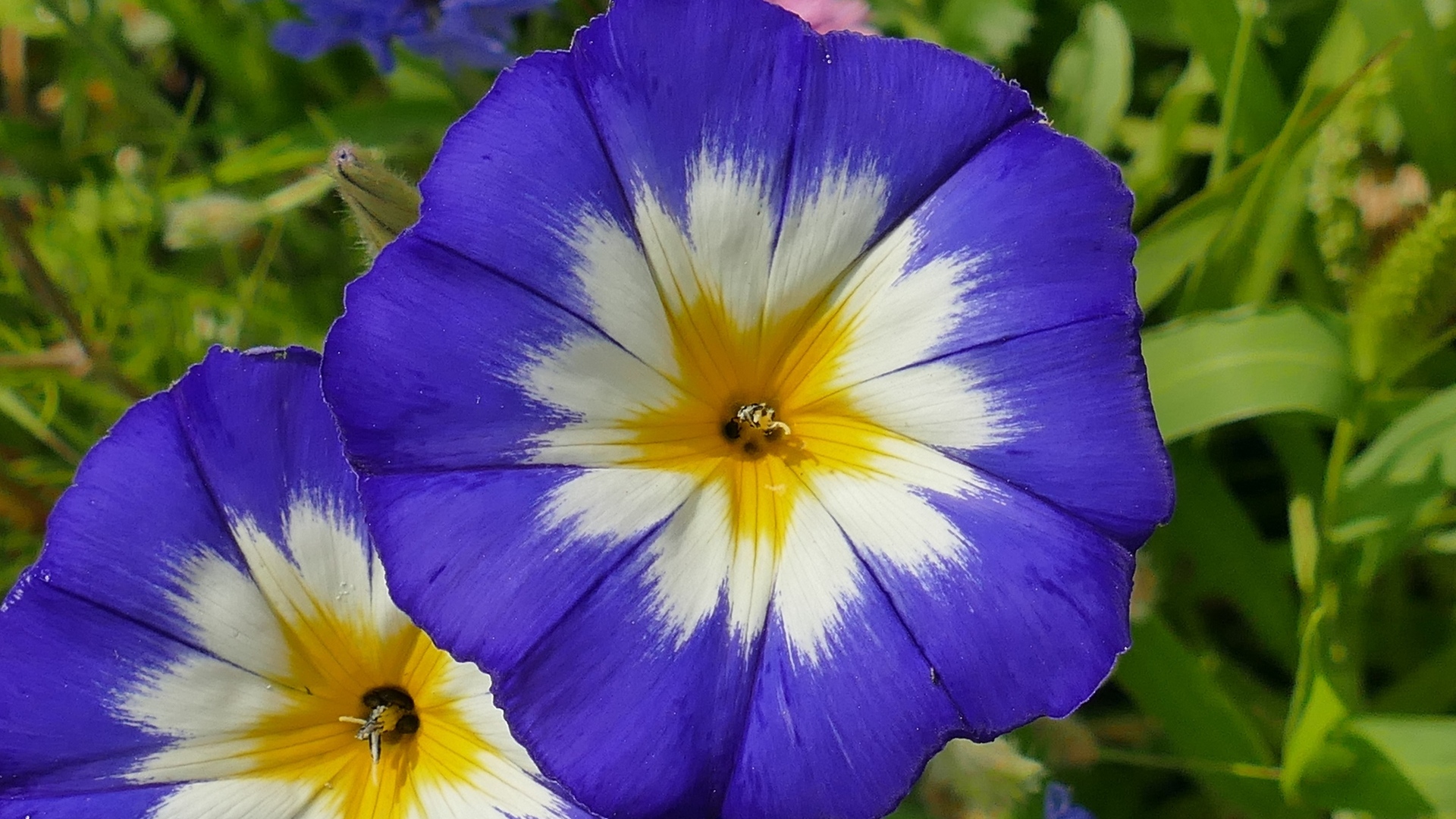 Два крупных цветка ипомеи