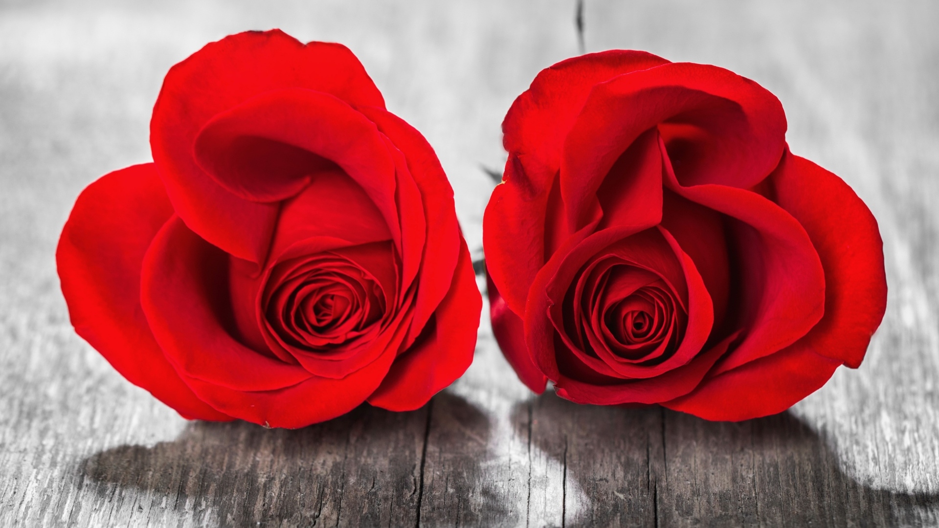 Две красные розы на деревянном столе