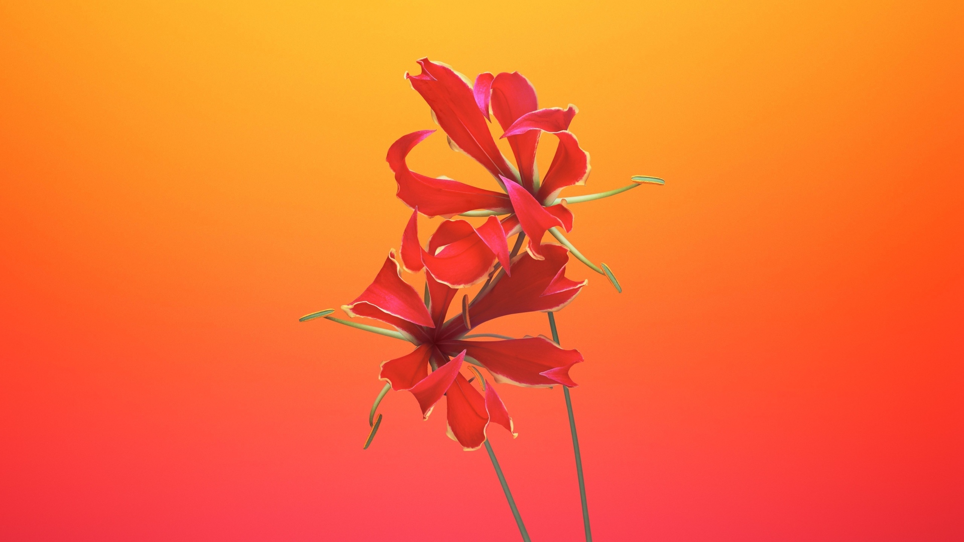 Необычные красные цветы лилии 