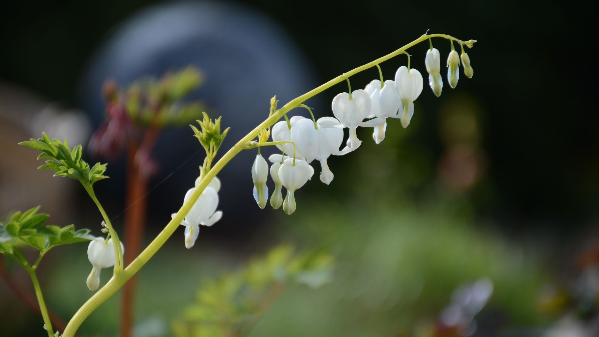Белые нежные цветы фуксии 