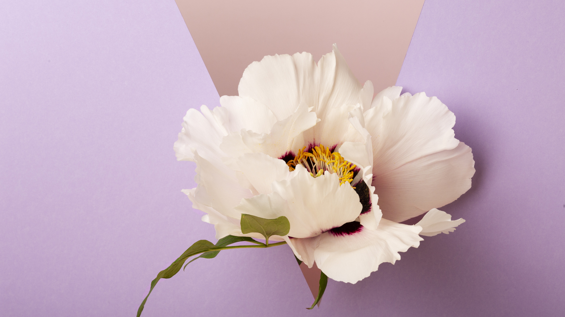 Белый цветок на фиолетовом фоне