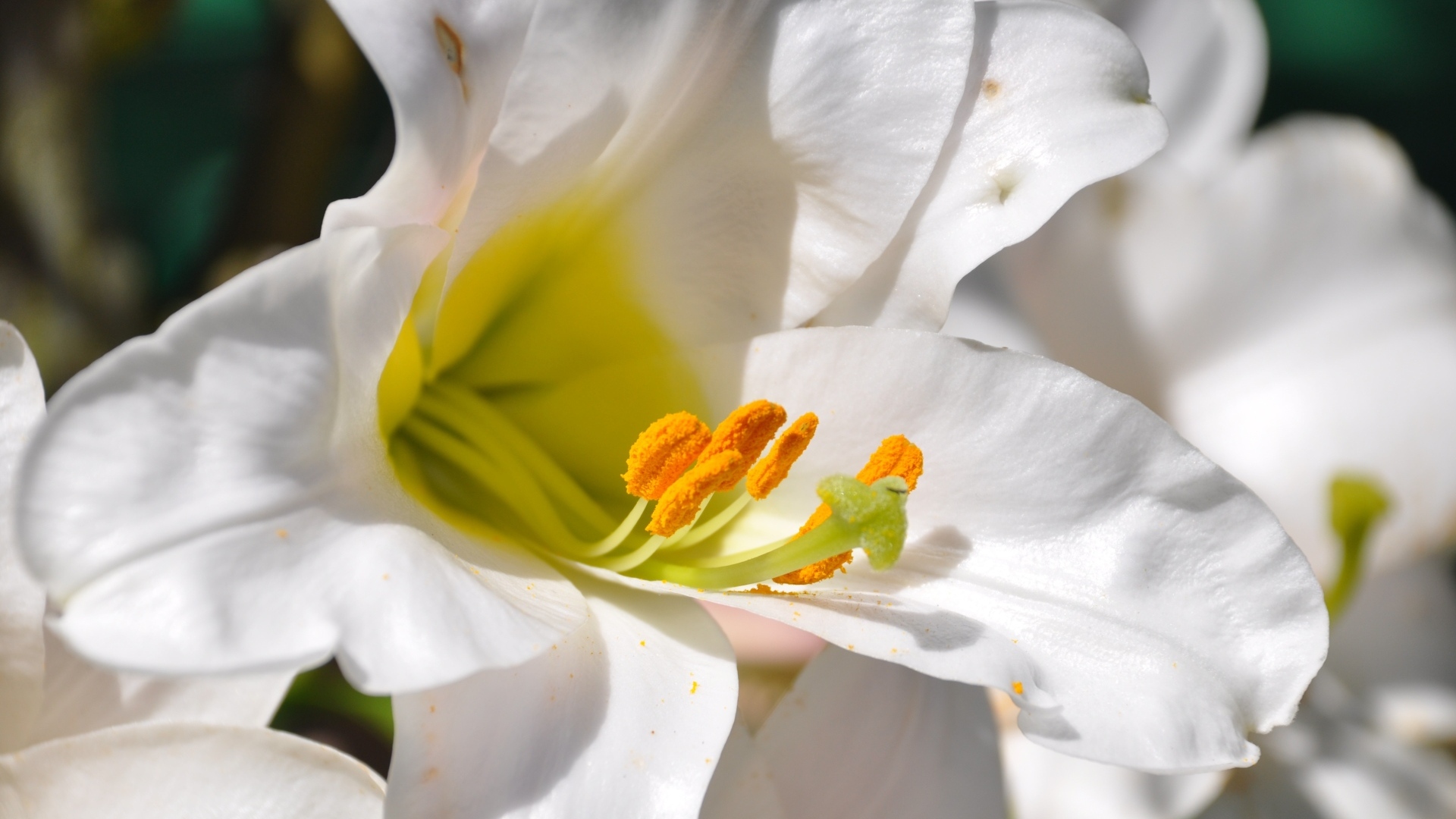 Белые лилии с желтой серединой