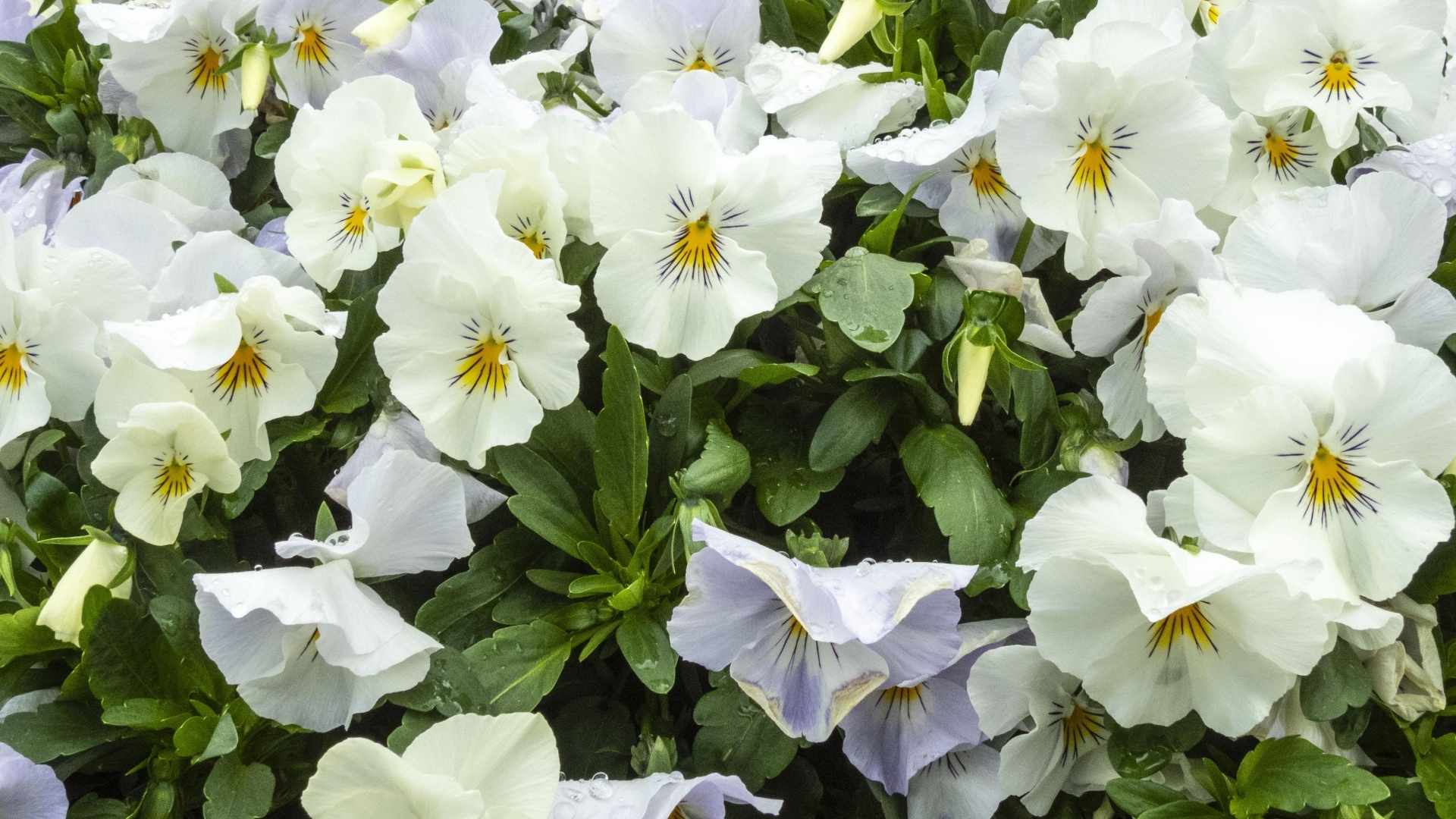 Белые цветы анютины глазки крупным планом