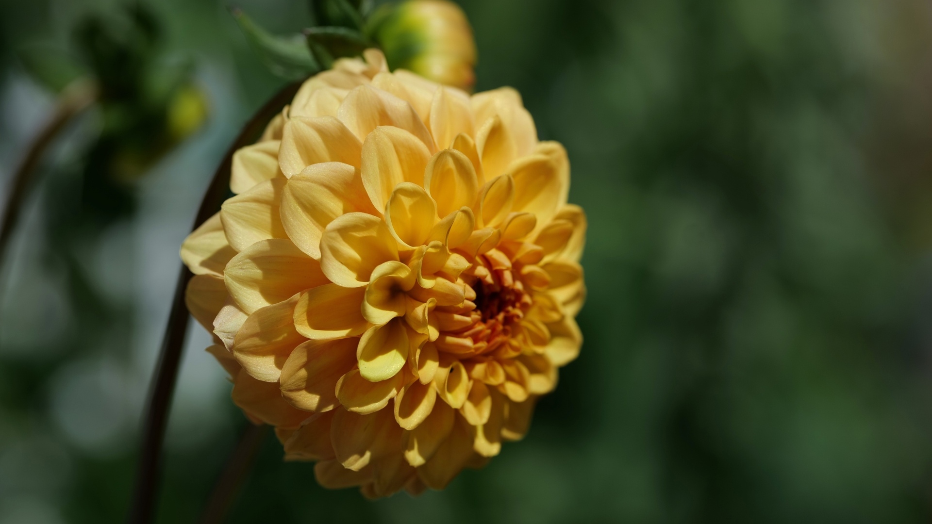 Желтый крупный цветок георгин вблизи