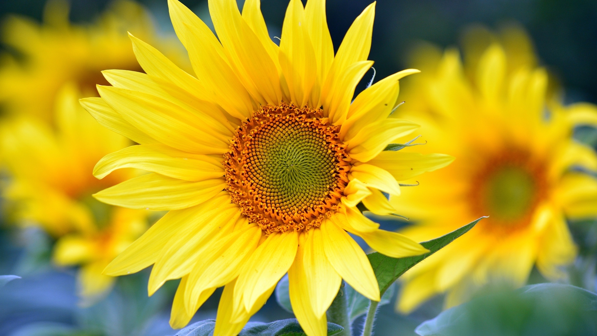 Желтые подсолнухи крупным планом