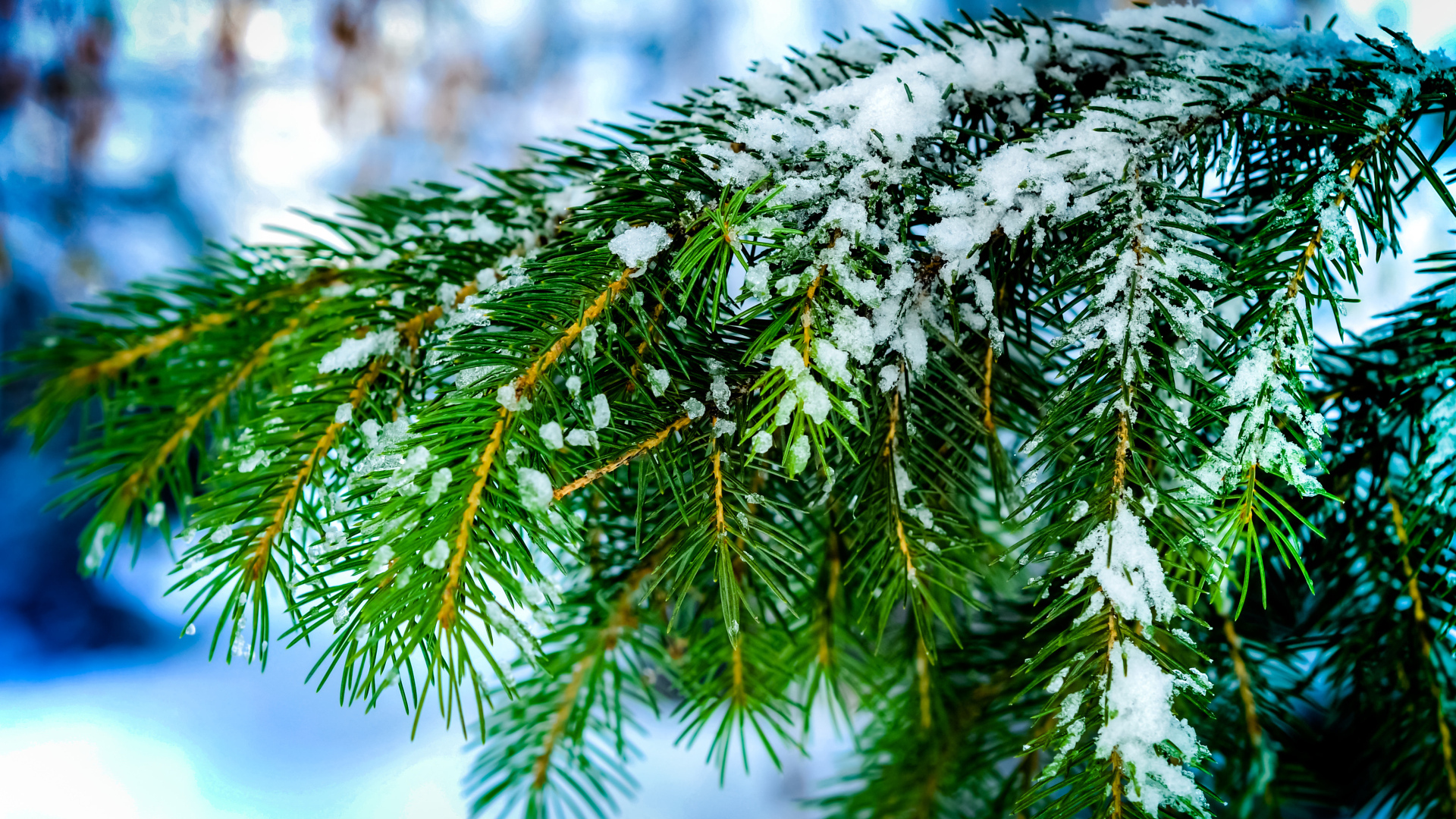 Зеленая ветка ели в снегу