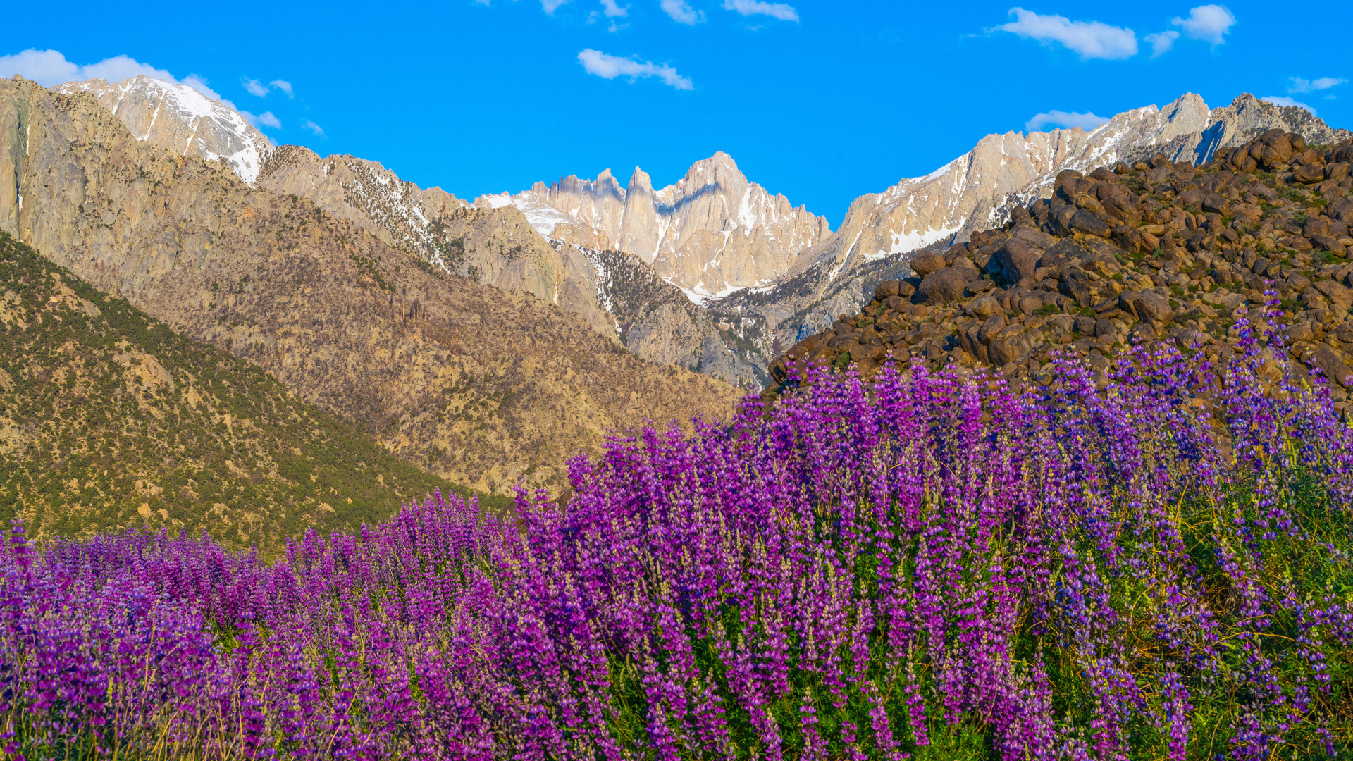 Люпины на фоне гор под голубым небом