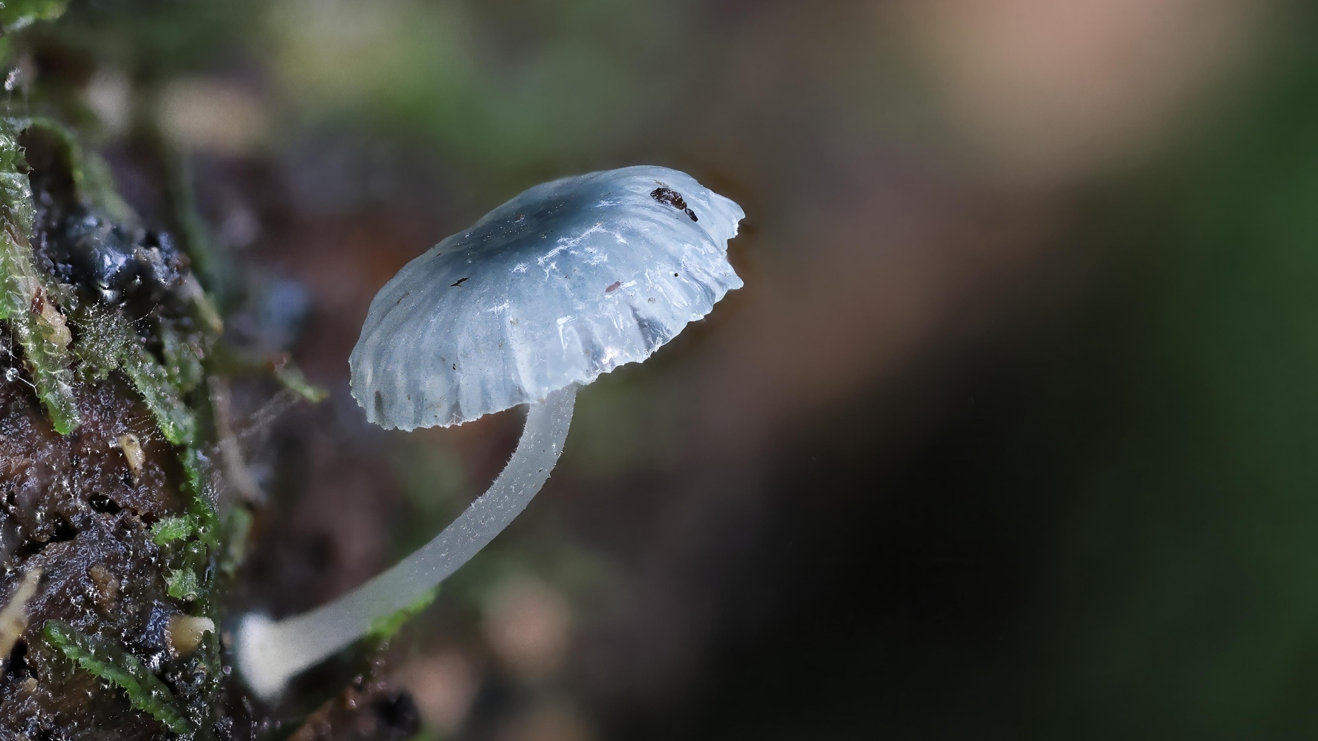 Маленькая голубая поганка на дереве 