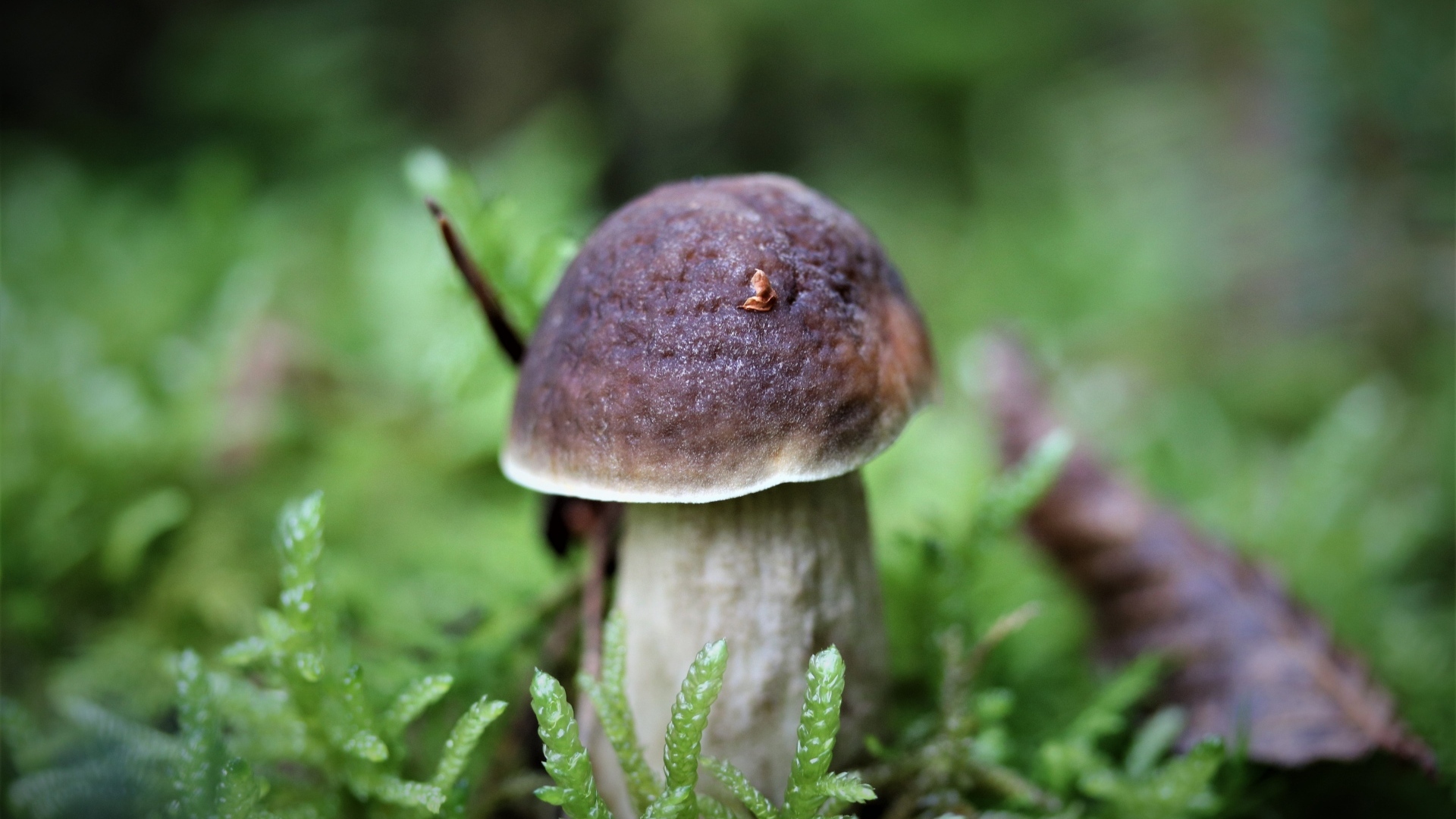 Маленький гриб в зеленом мху