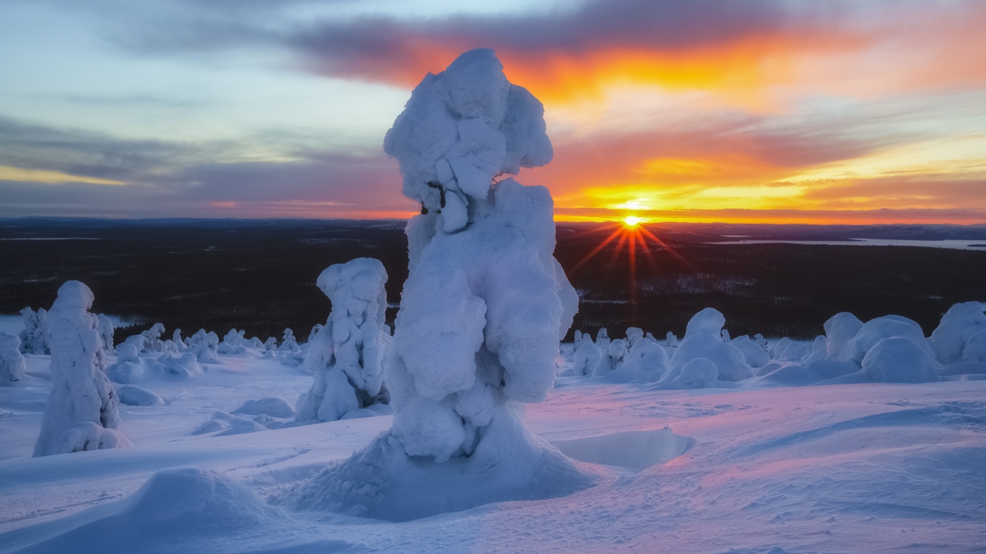 Деревья в снегу на горе в лучах солнца на рассвете