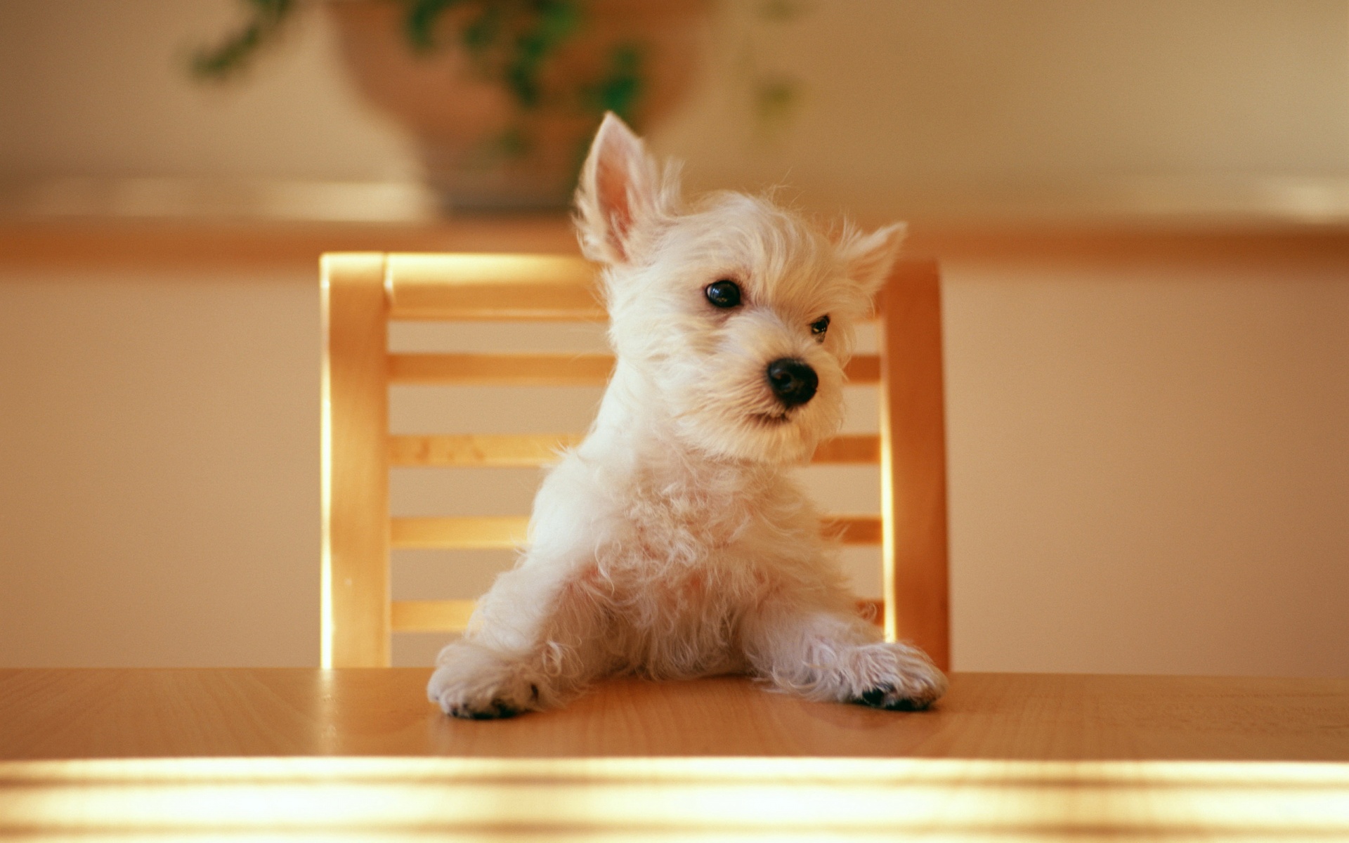 Dog at the table