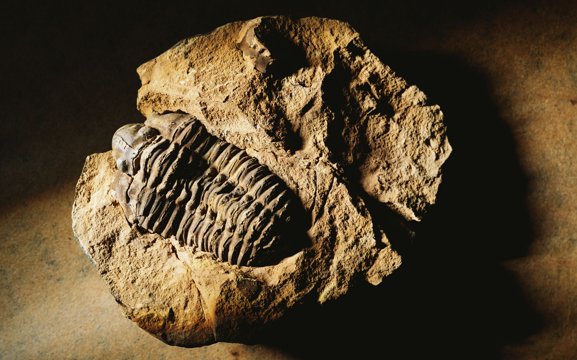 Какие породы образуются из останков живых. Fossil окаменелости. Трилобит окаменелость отпечаток. Палеонтология окаменелости. Каменная летопись земли окаменелости.