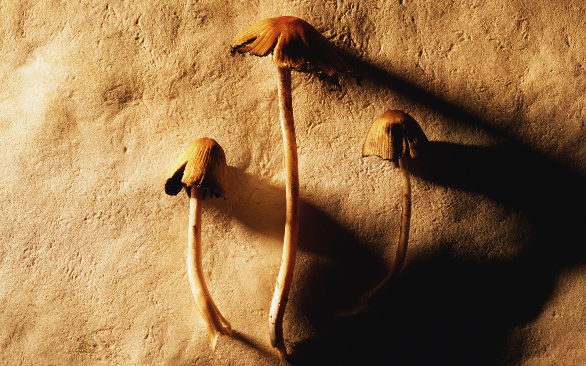 Маленькие грибочки - обои для рабочего стола, картинки, фото