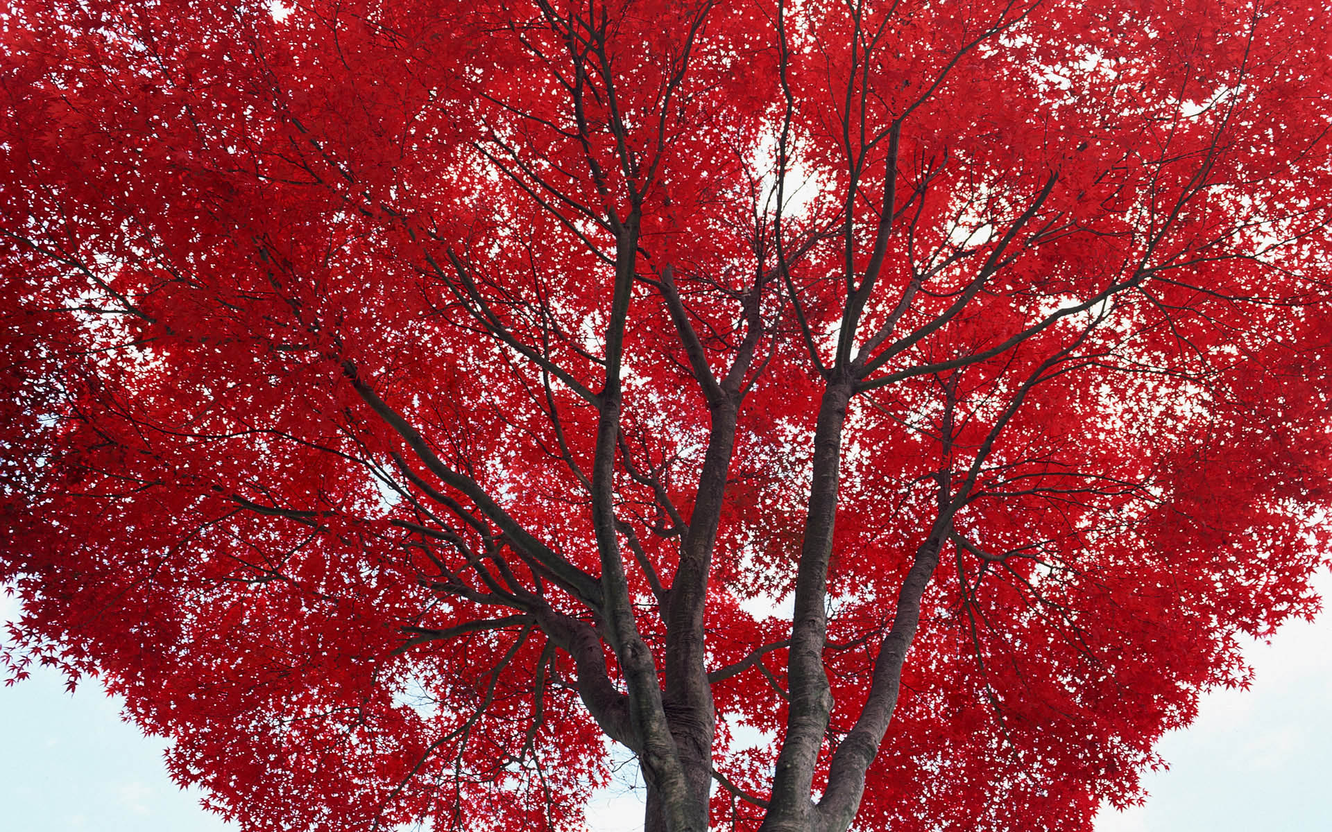 Красивое красное дерево. Кайя красное дерево. Красное дерево цвет. Дерево с красными листьями. Деревья с красной листвой.