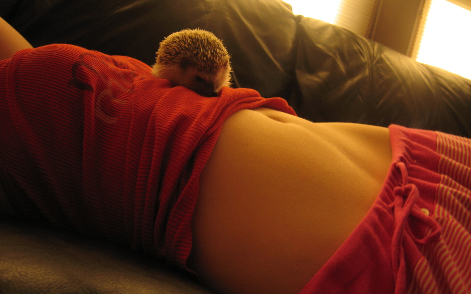 Похождения ежика