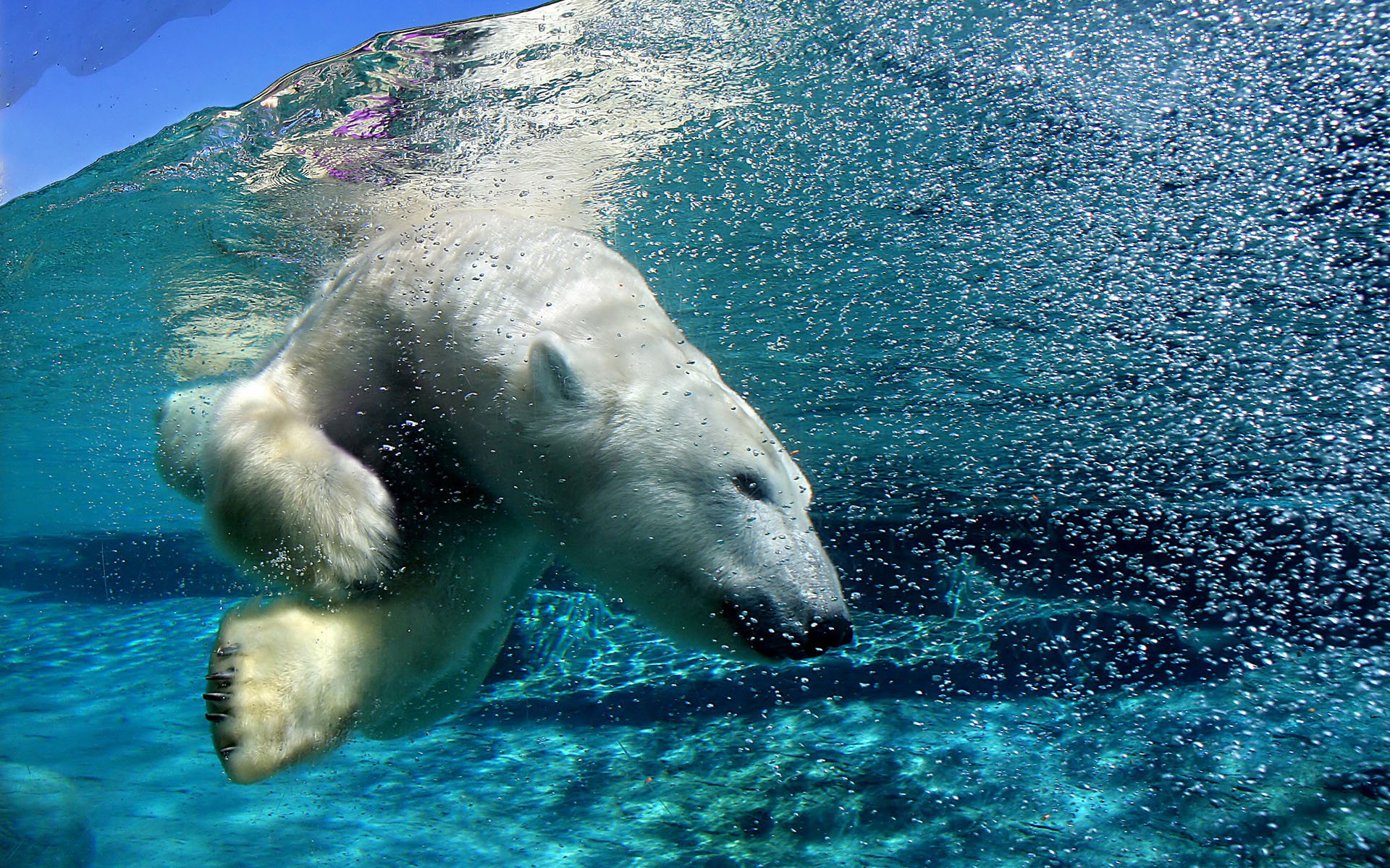 Floating Polar bear