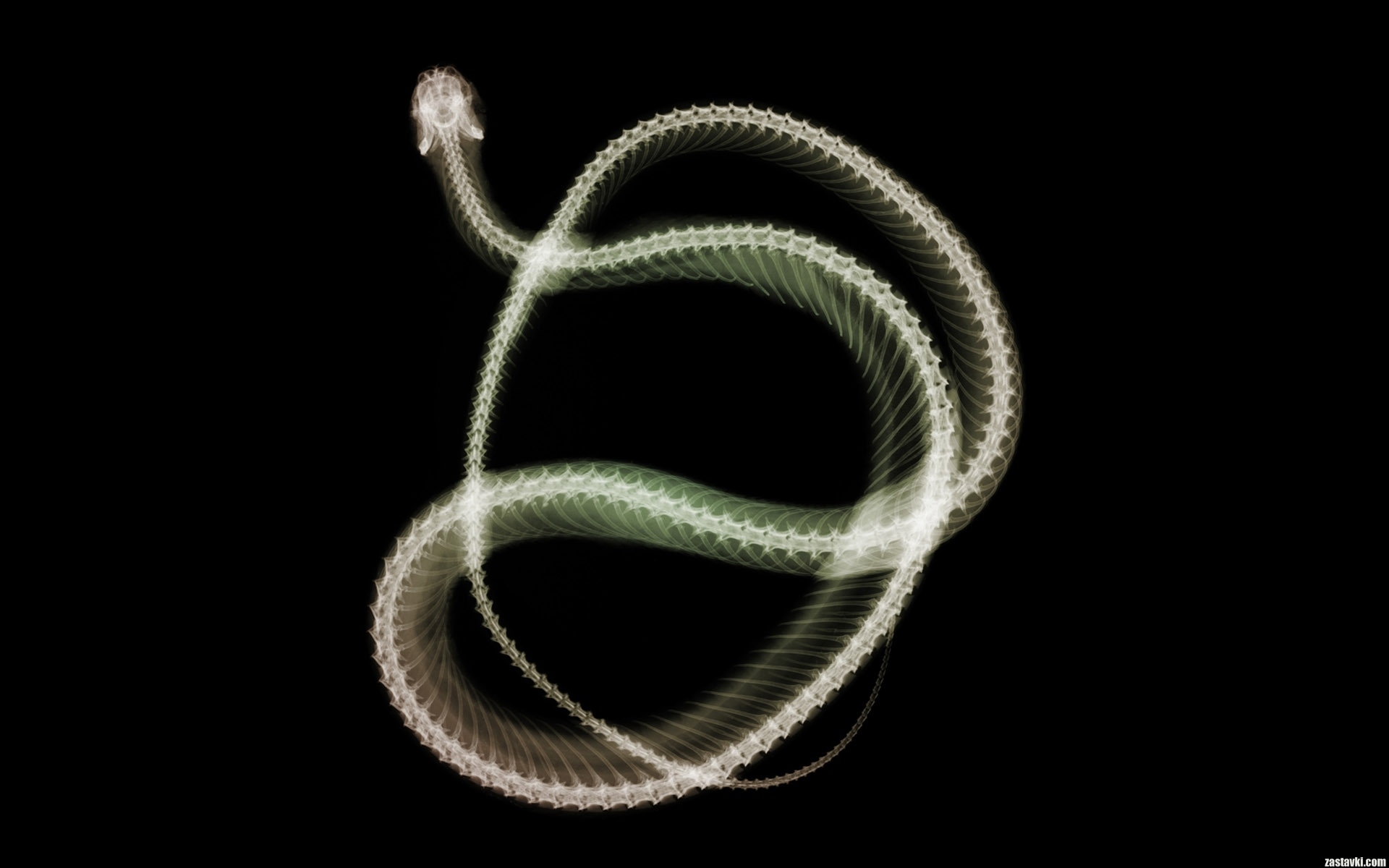 snake Scanner