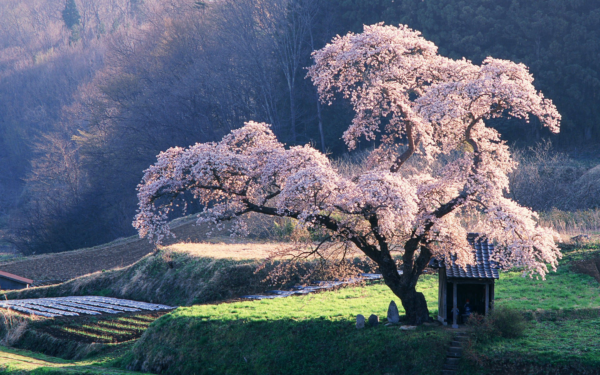 В чем заключается цветение в жизни растения. Япония Сакура. Черри блоссом дерево. Сакура блоссом. Сакура плакучая.