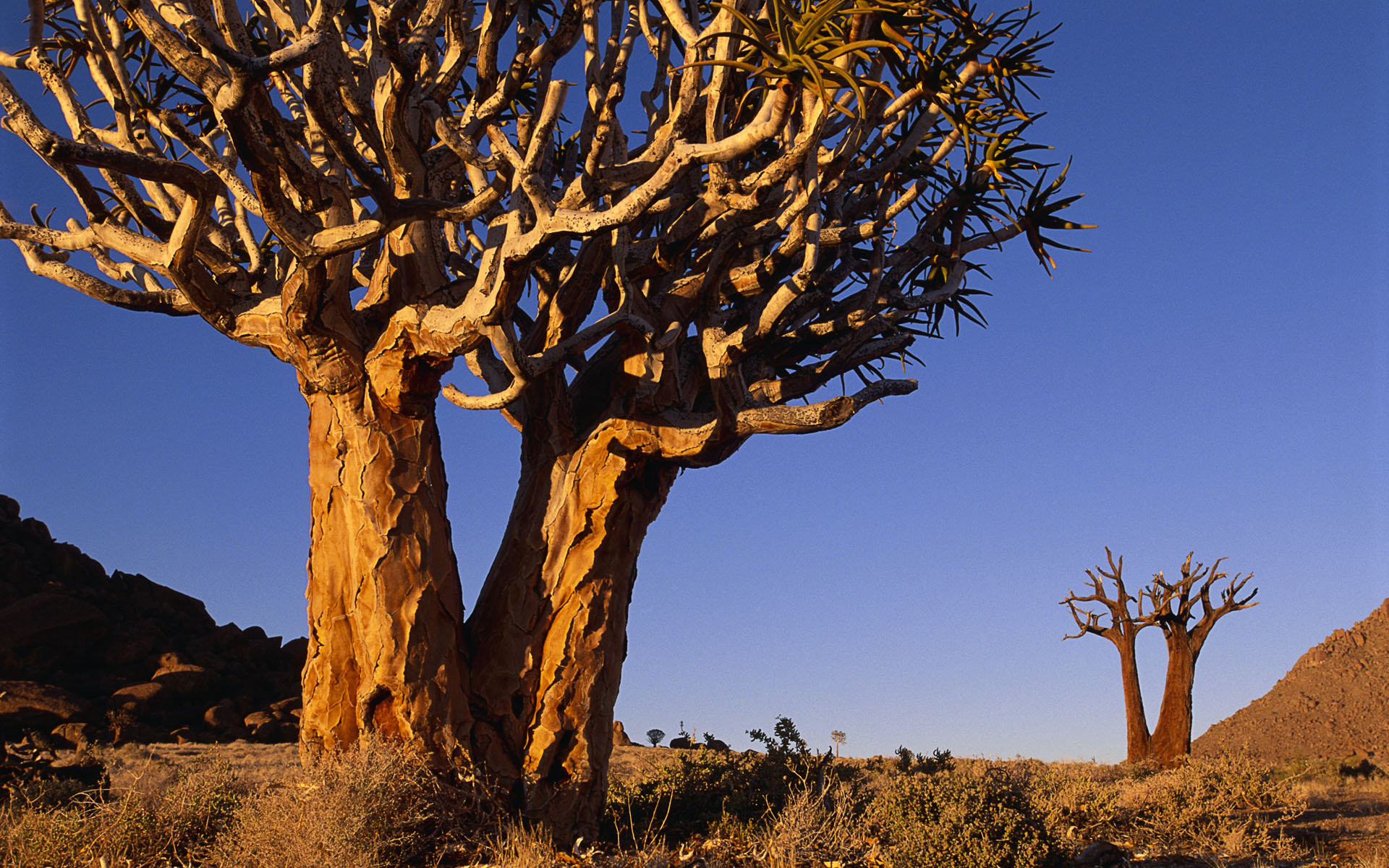 Dry tree