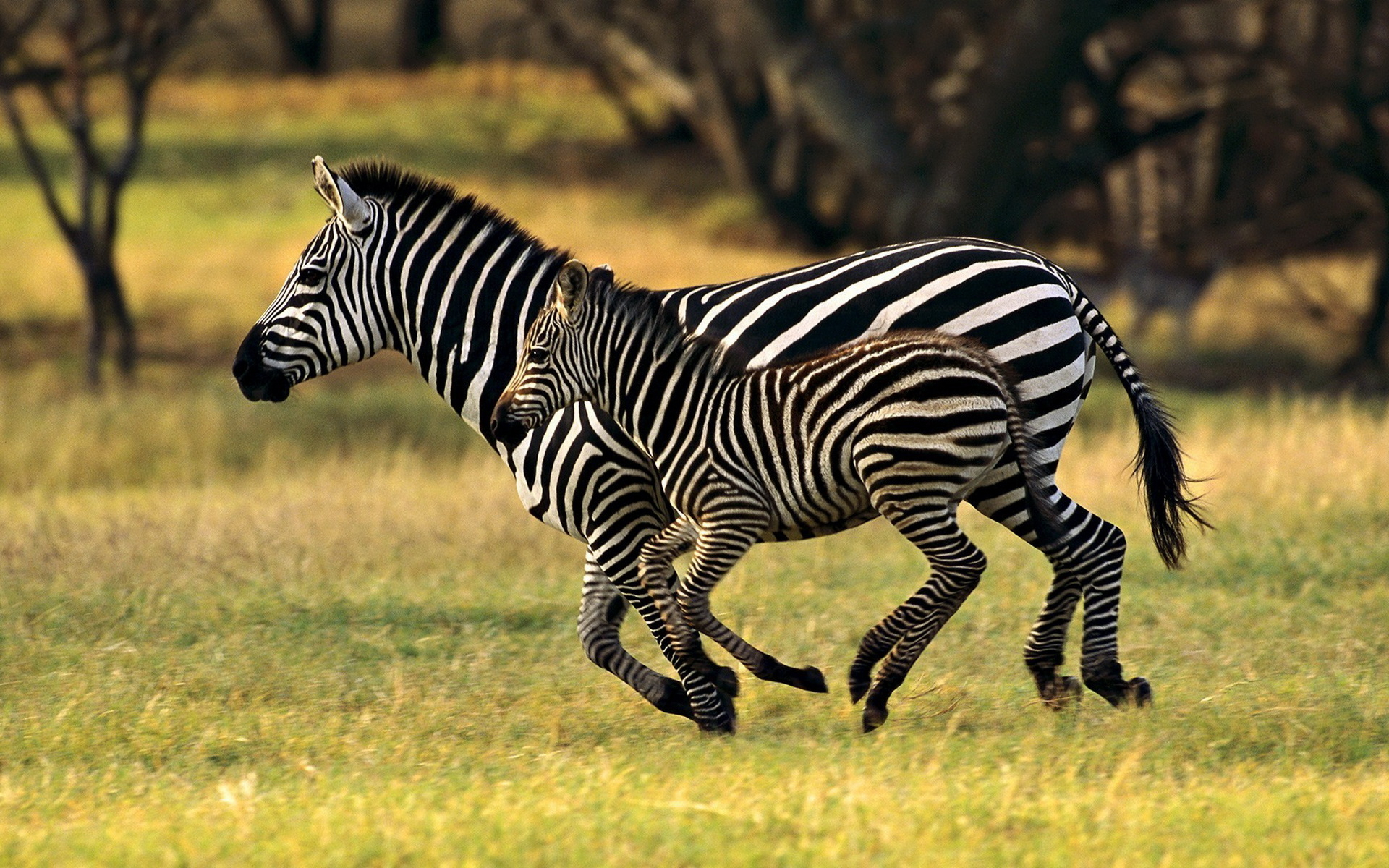Animals images. Бурчеллова Зебра. Зебра в Австралии. Животные Африки. Звери Африки.