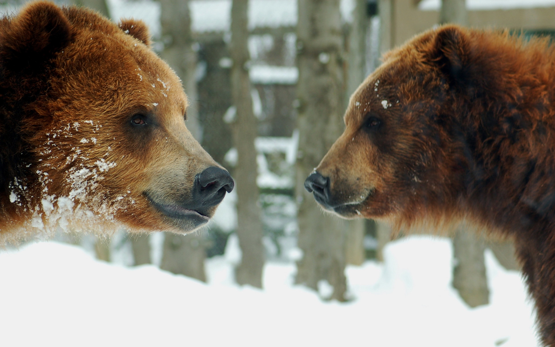 Два медведя