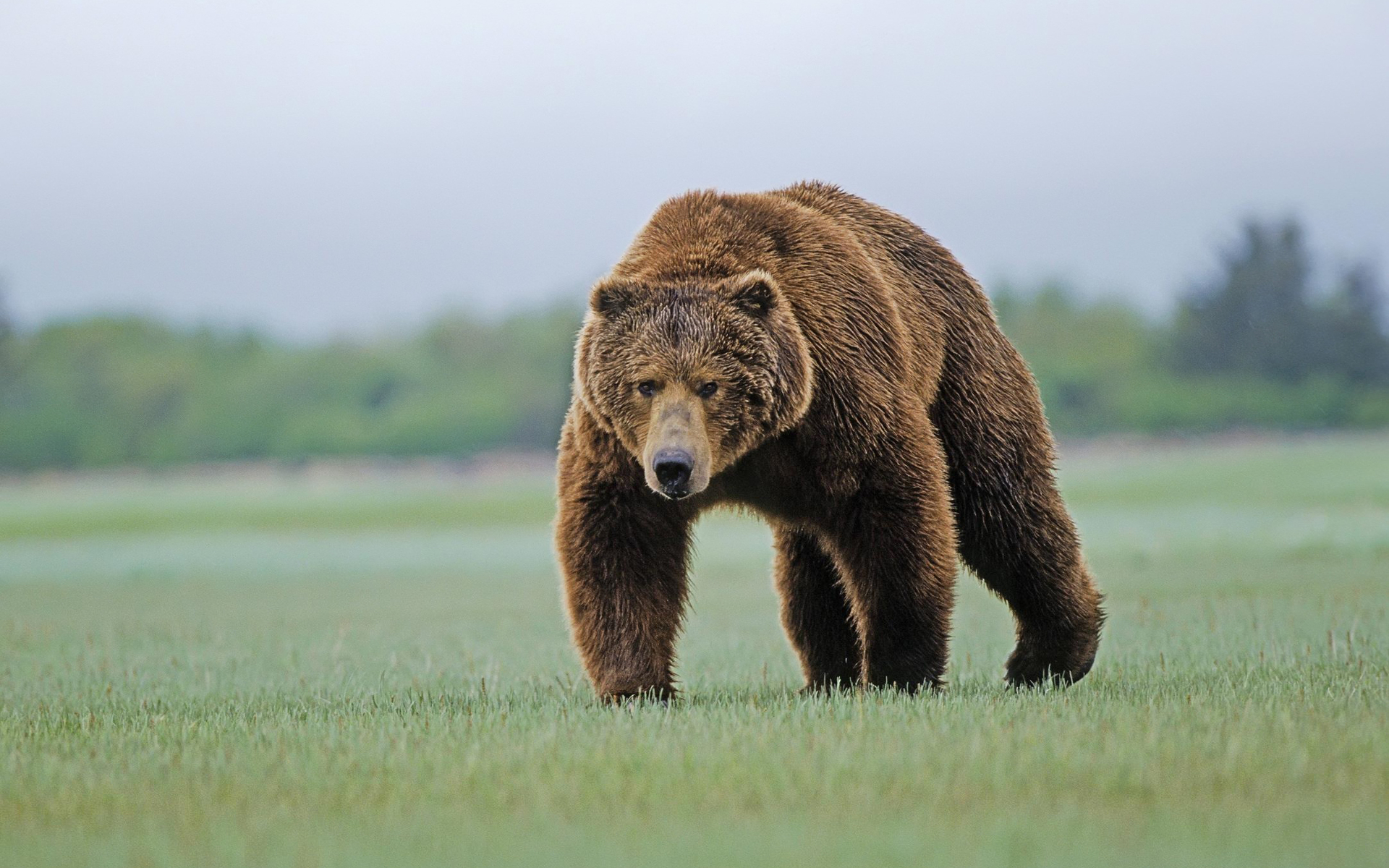 Zastaki.com - Бурый медведь