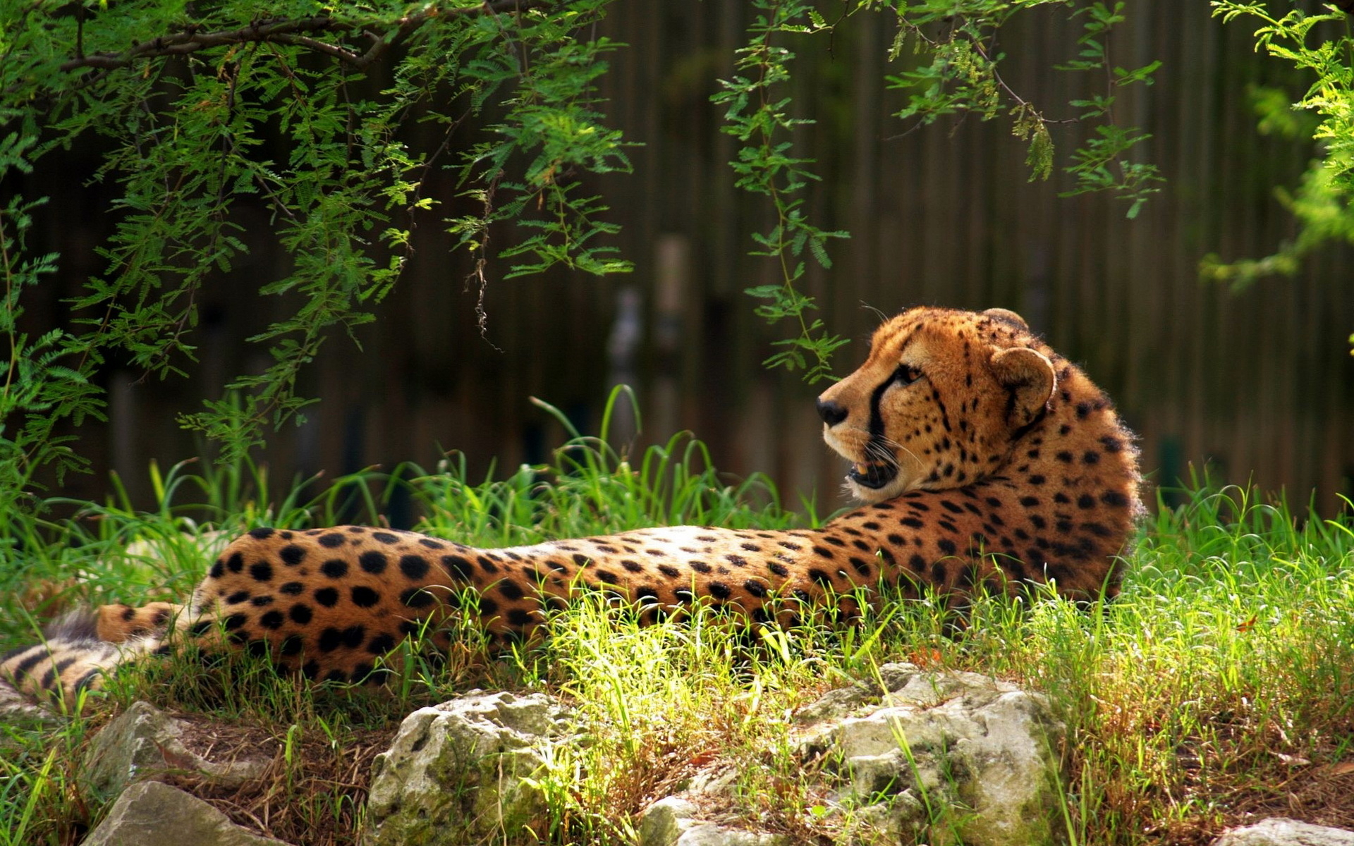 Mother Cheetah and cubs having fun on the Savannah BIG CATS - YouTube