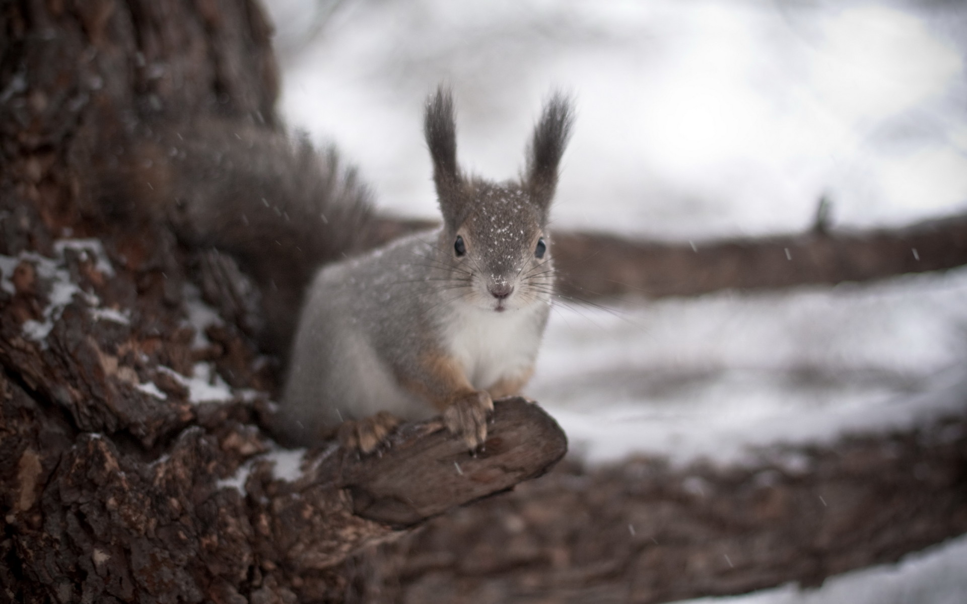 Белка на дереве