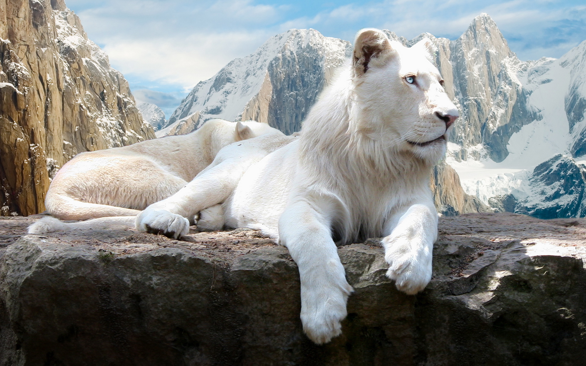 https://www.zastavki.com/pictures/1920x1200/2011/Animals_Beasts_White_Lion_029180_.jpg