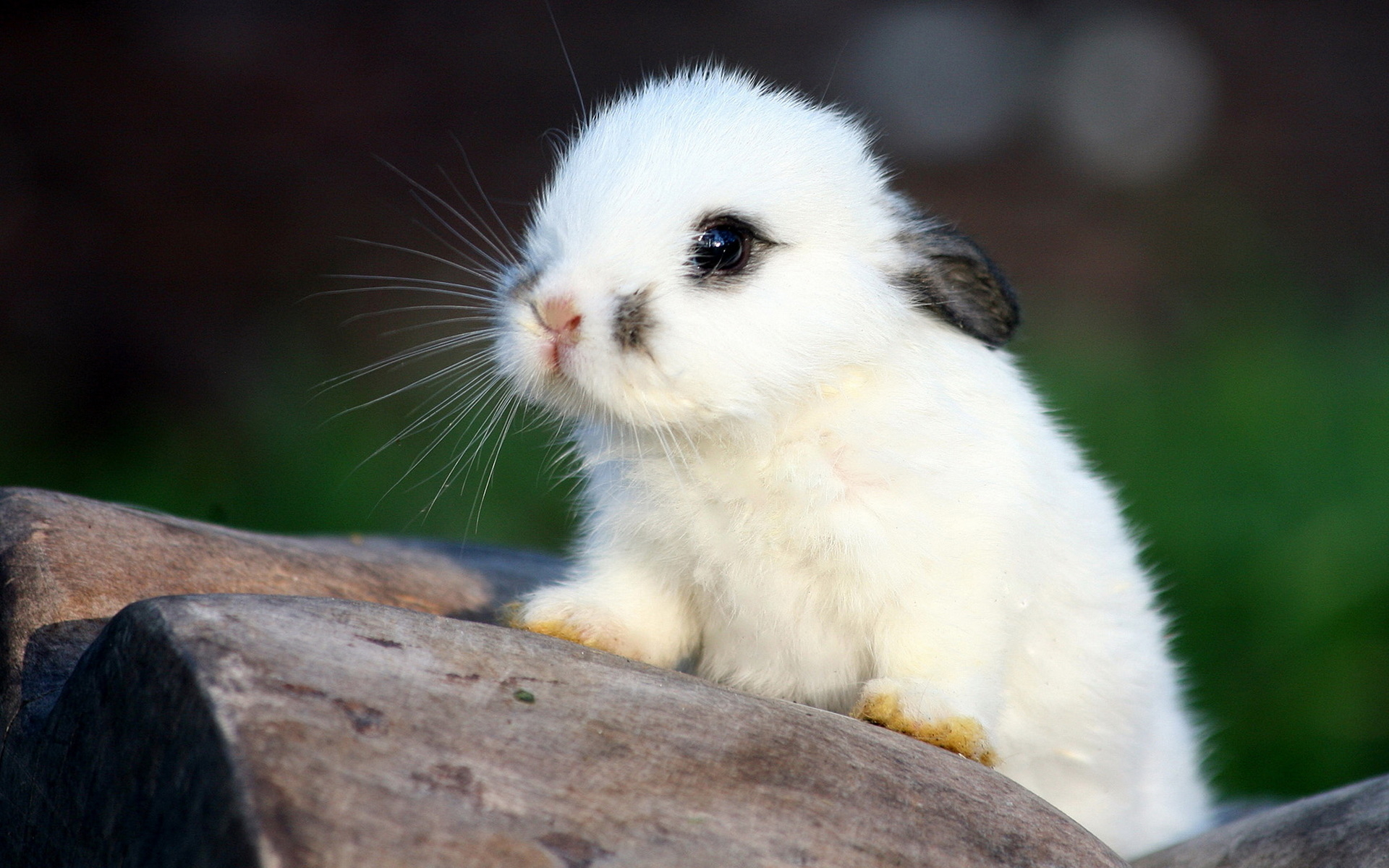 Zastaki.com - Белый кролик