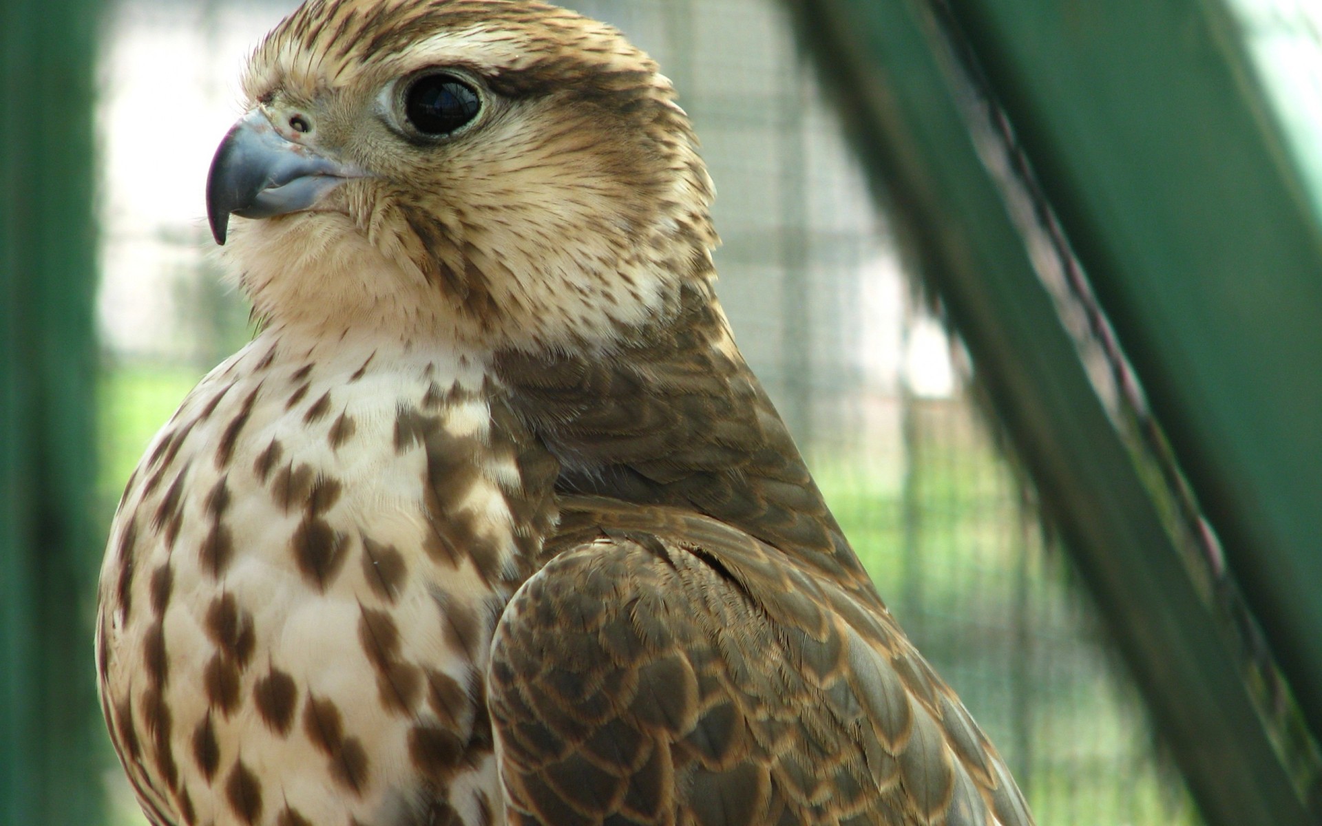 Хищная птица