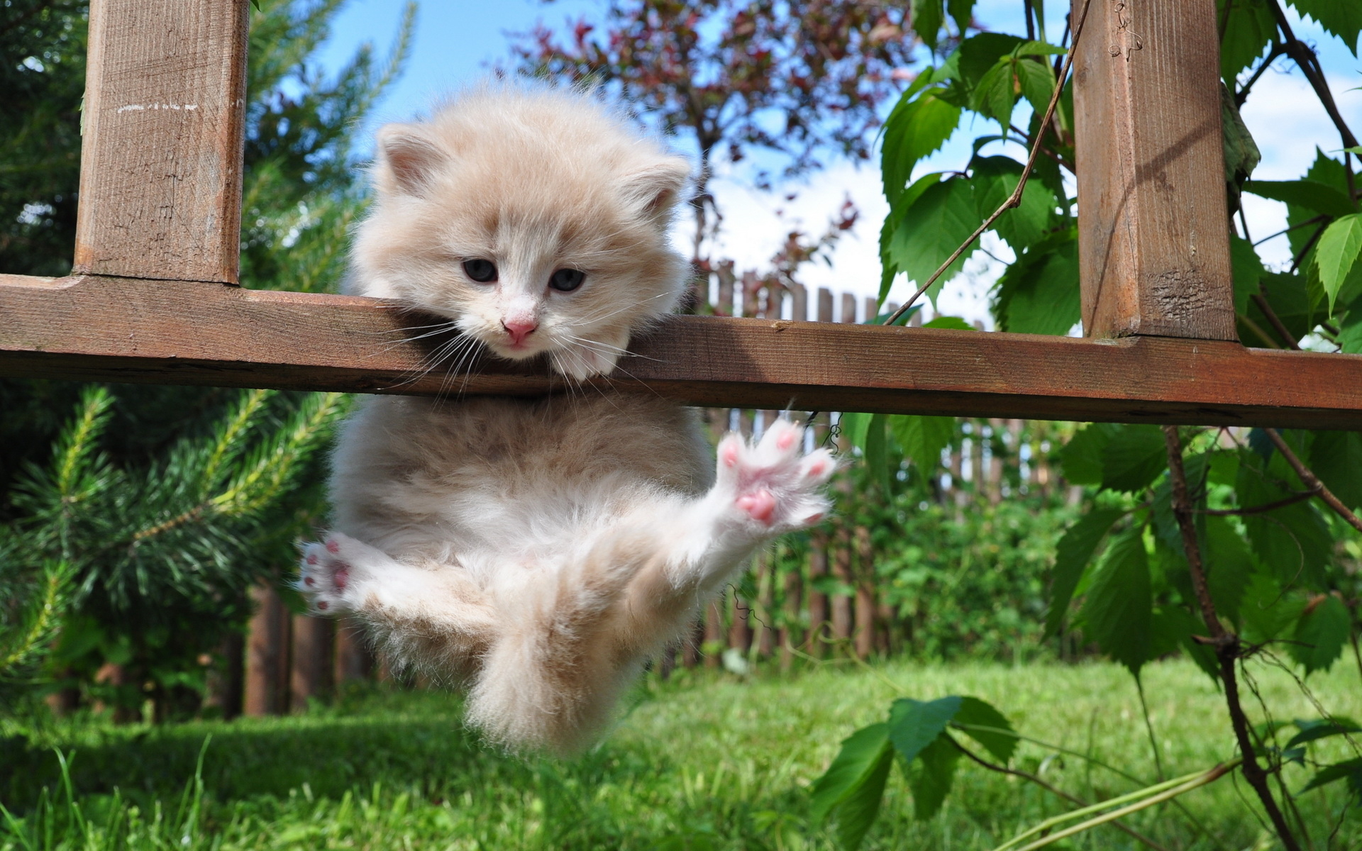 https://www.zastavki.com/pictures/1920x1200/2011/Animals_Cats_Kitten_on_the_fence_032963_.jpg