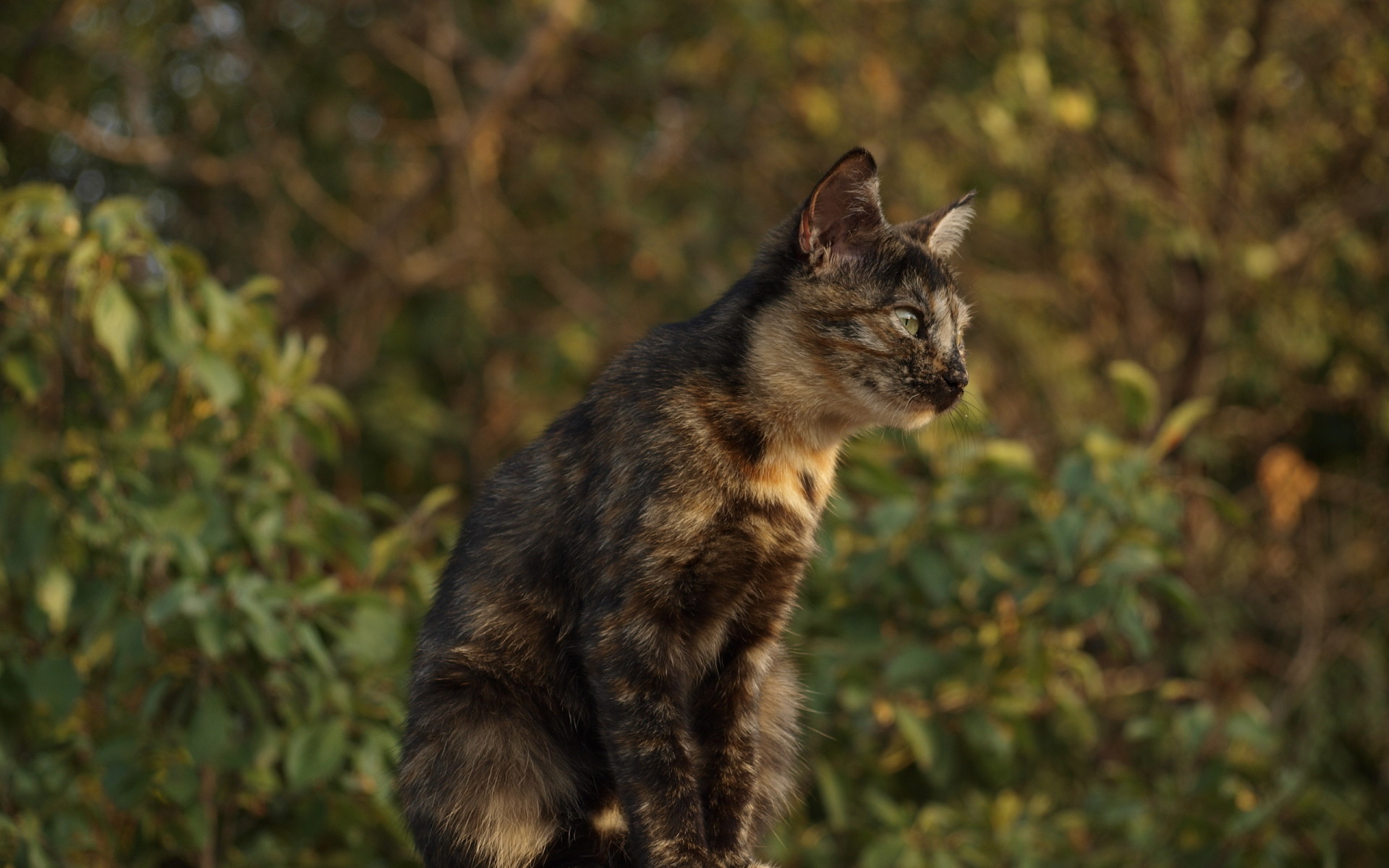 Пятнистый кот