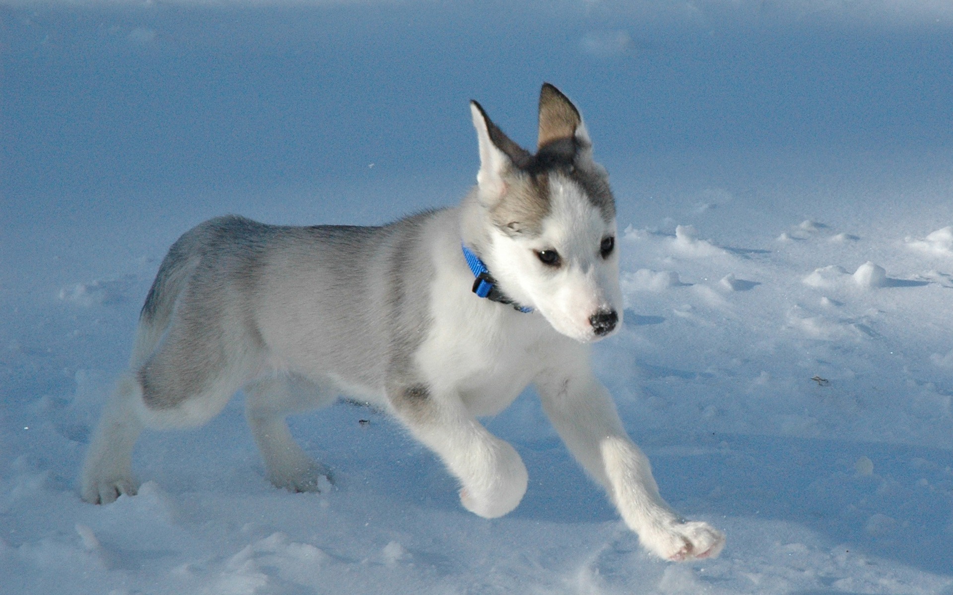 Собаки лайки можно. Западно Сибирская хаски. Сибирский хаски. Эскимосская лайка. Эскимосская лайка собака.