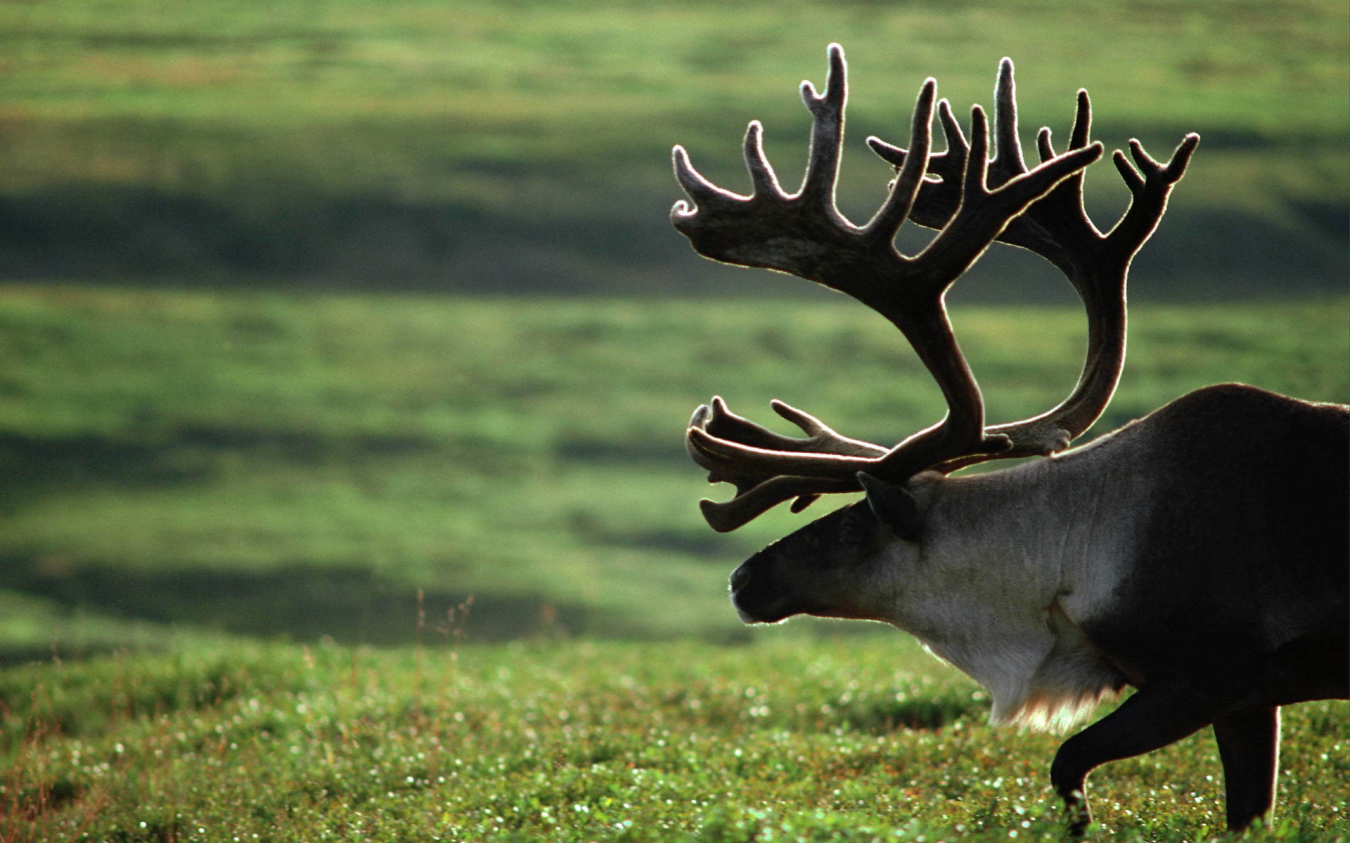 Старый олень