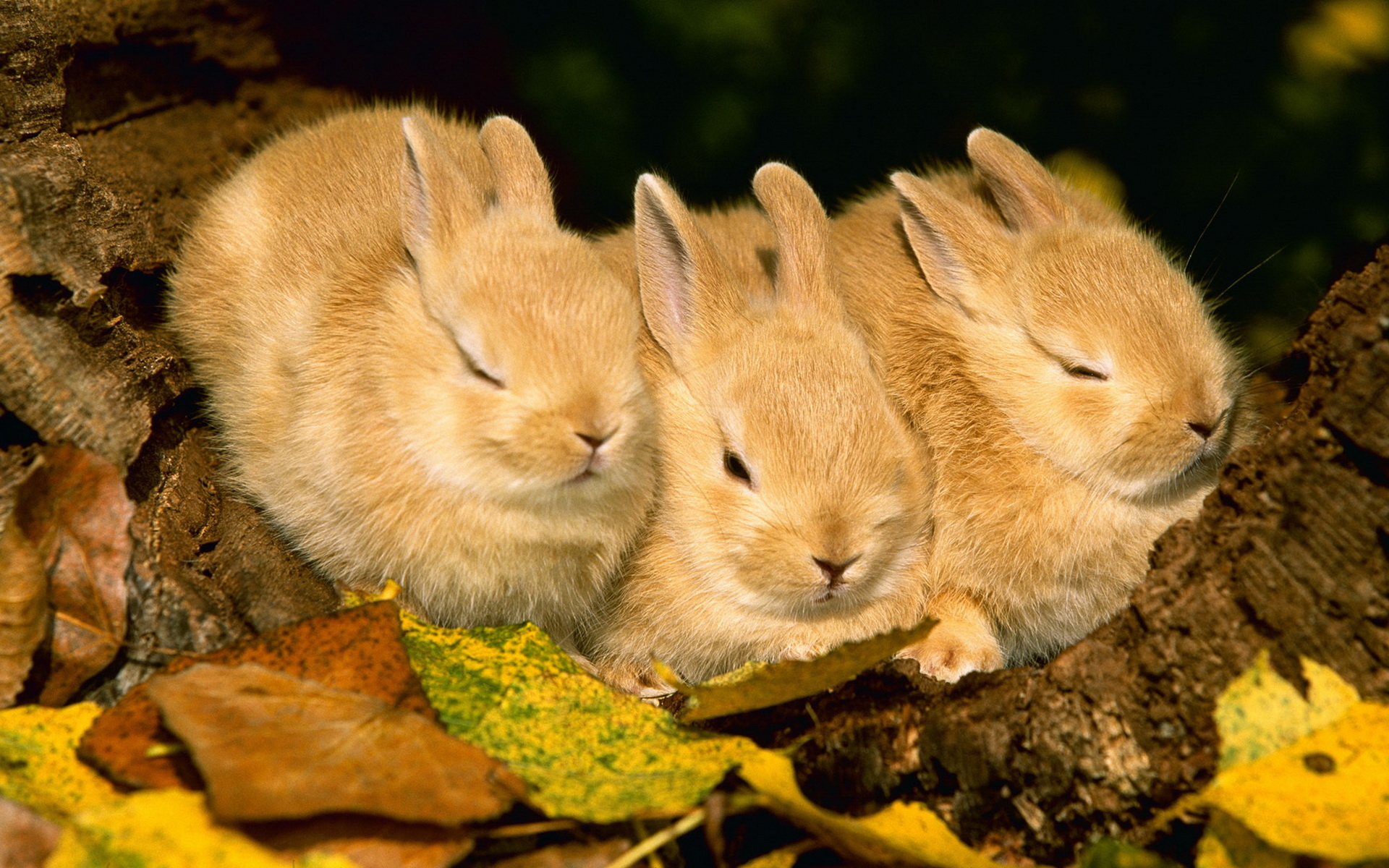 Animals images. Зайчата листопаднички. Осенние Зайчата листопаднички. Зайцы листопаднички. Природа и животные.